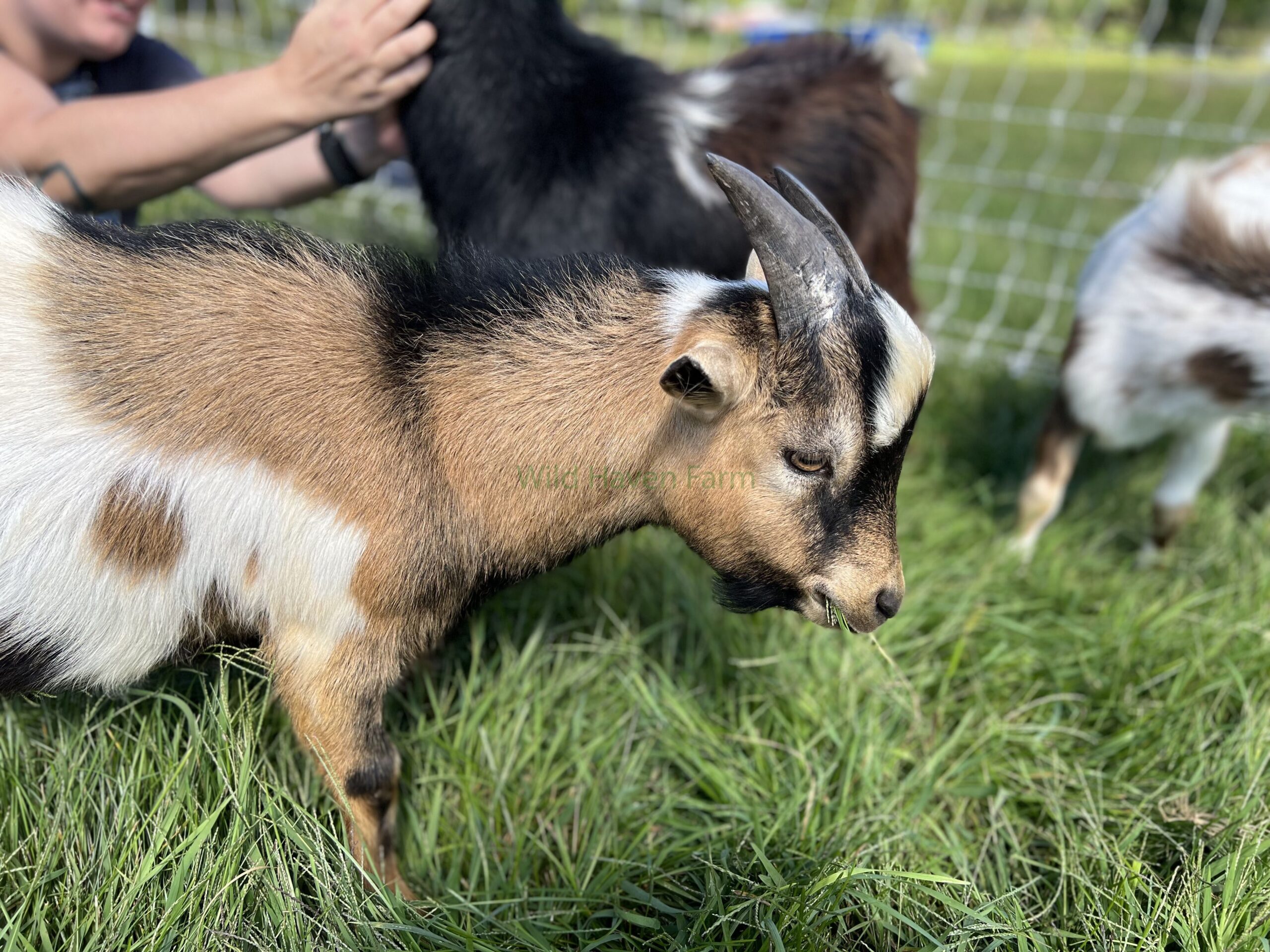 Buckling goat at Wild Haven Farm
