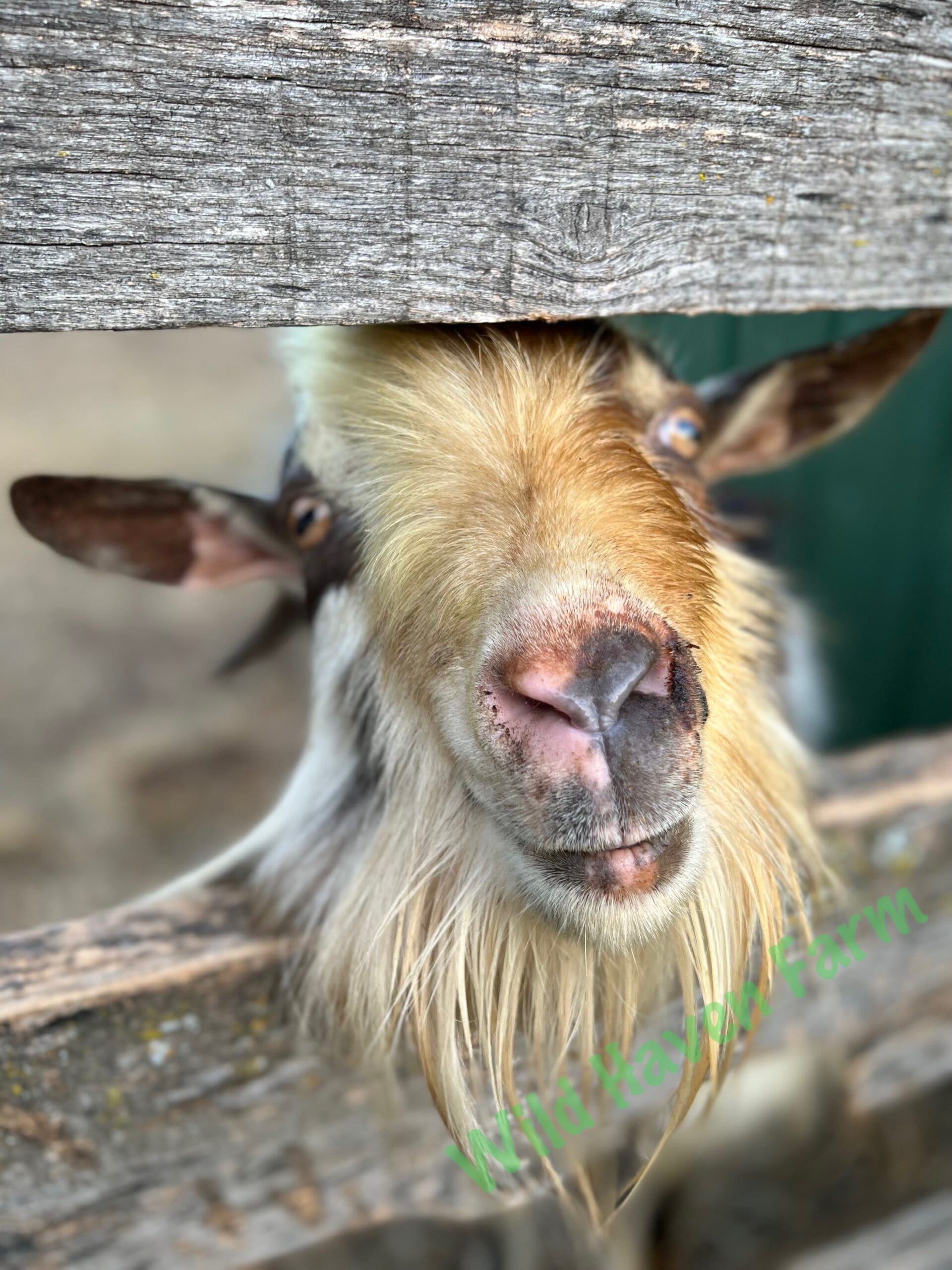 Buck goat at Wild Haven Farm
