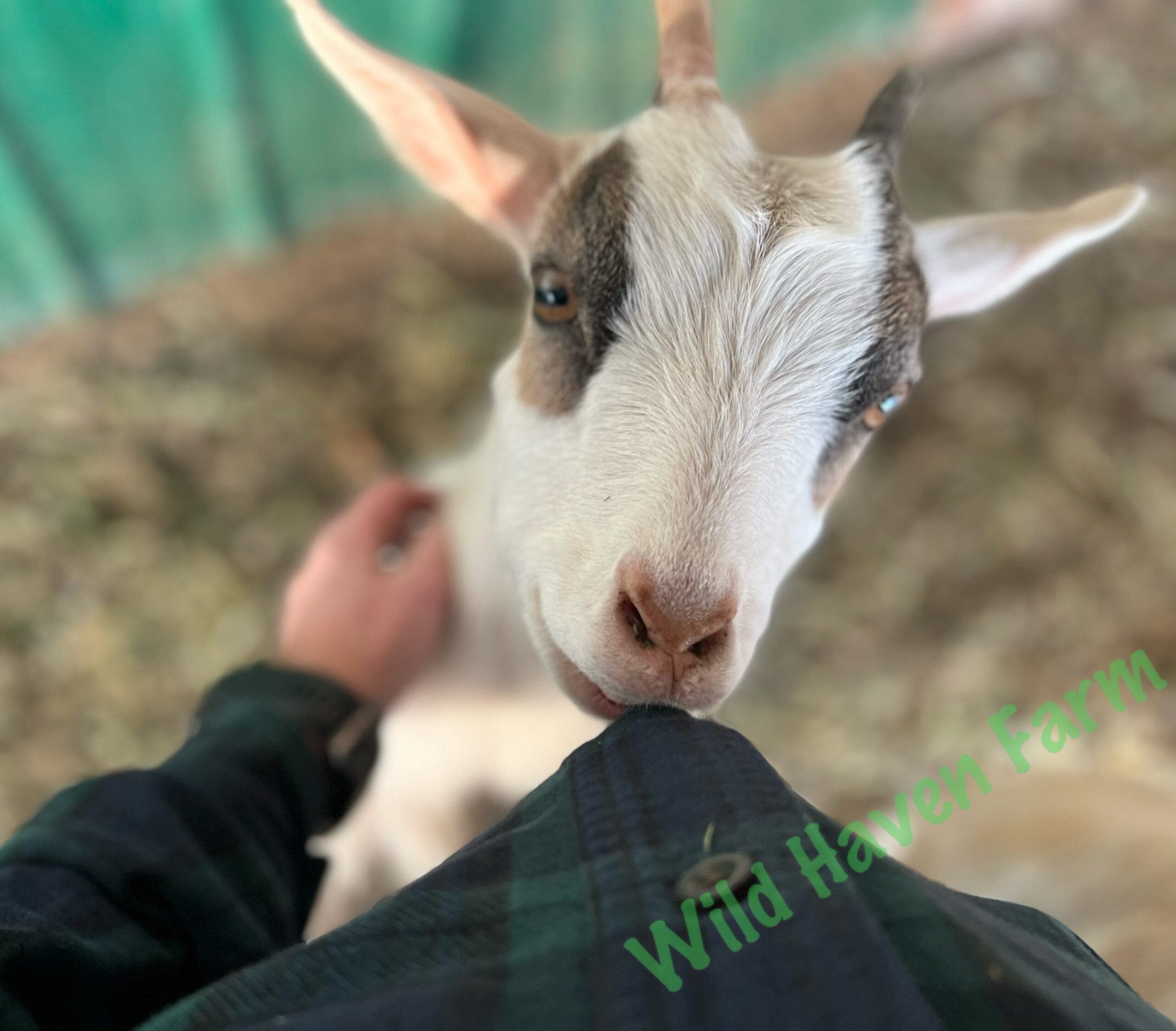 Goat at Wild Haven Farm