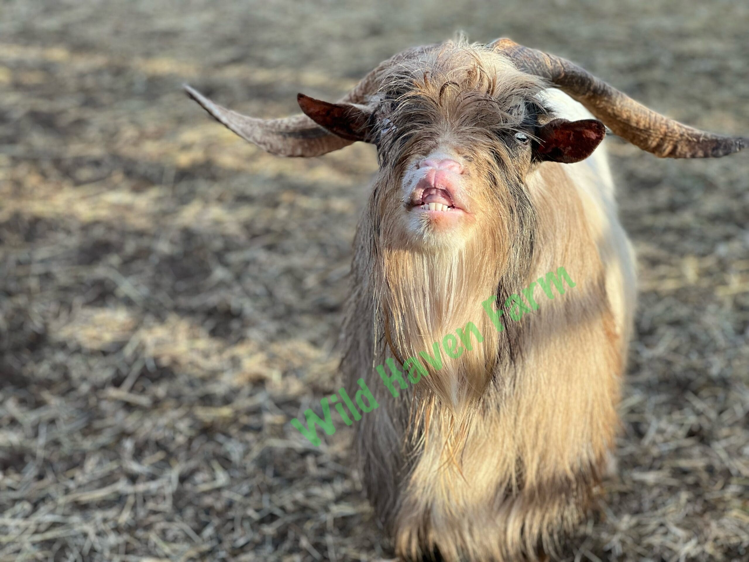 Dirty white goat sniffing the air