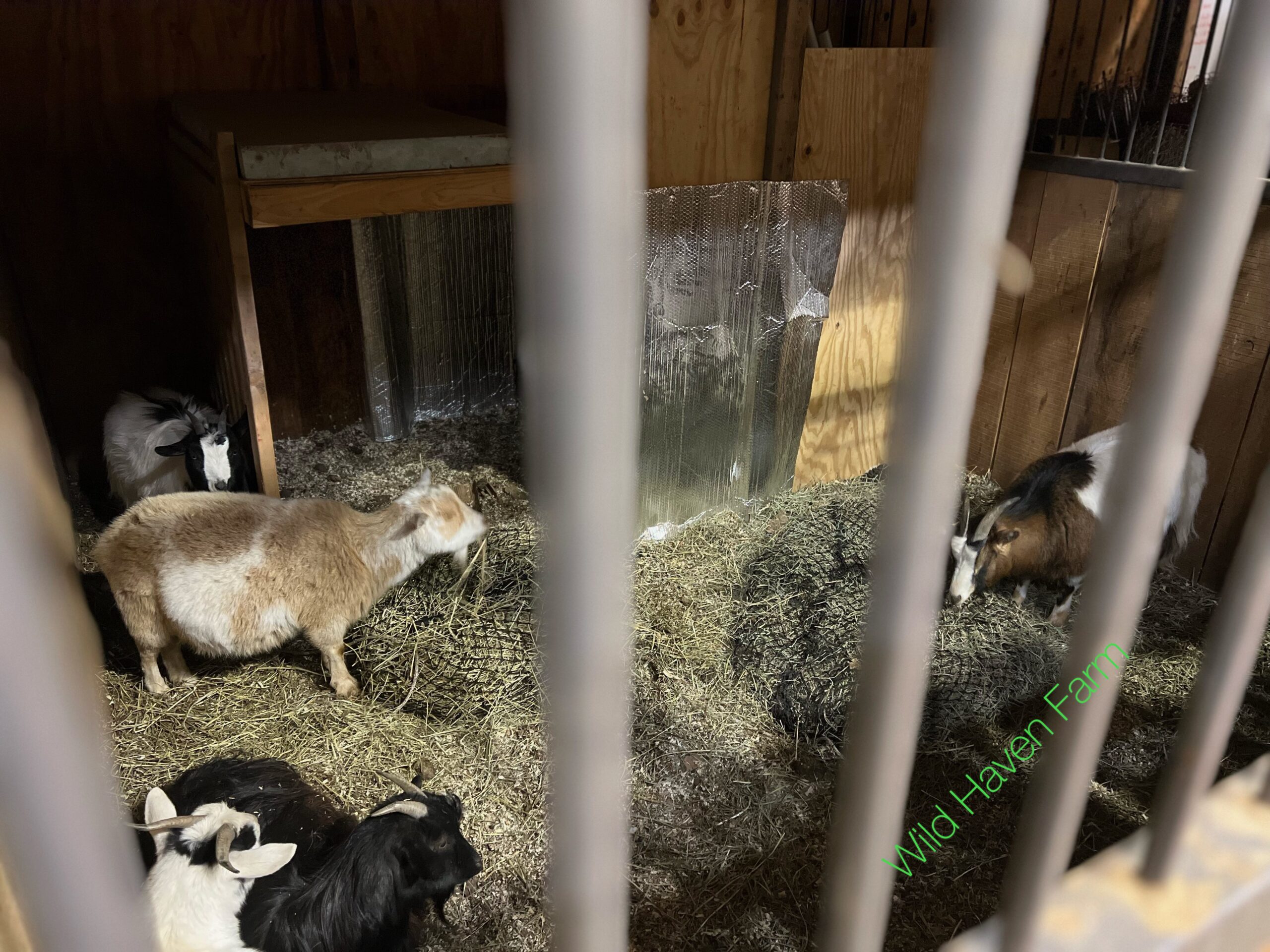 IMG 2156 W at Wild Haven Farm