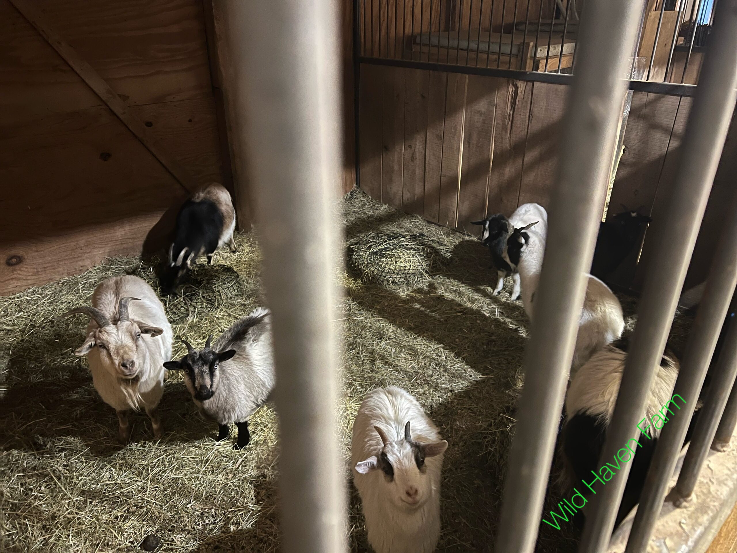 7 goats in a barn stall