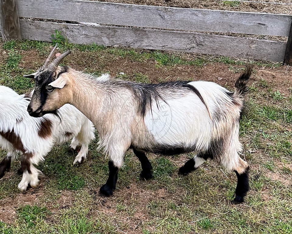 Iris left at Wild Haven Farm