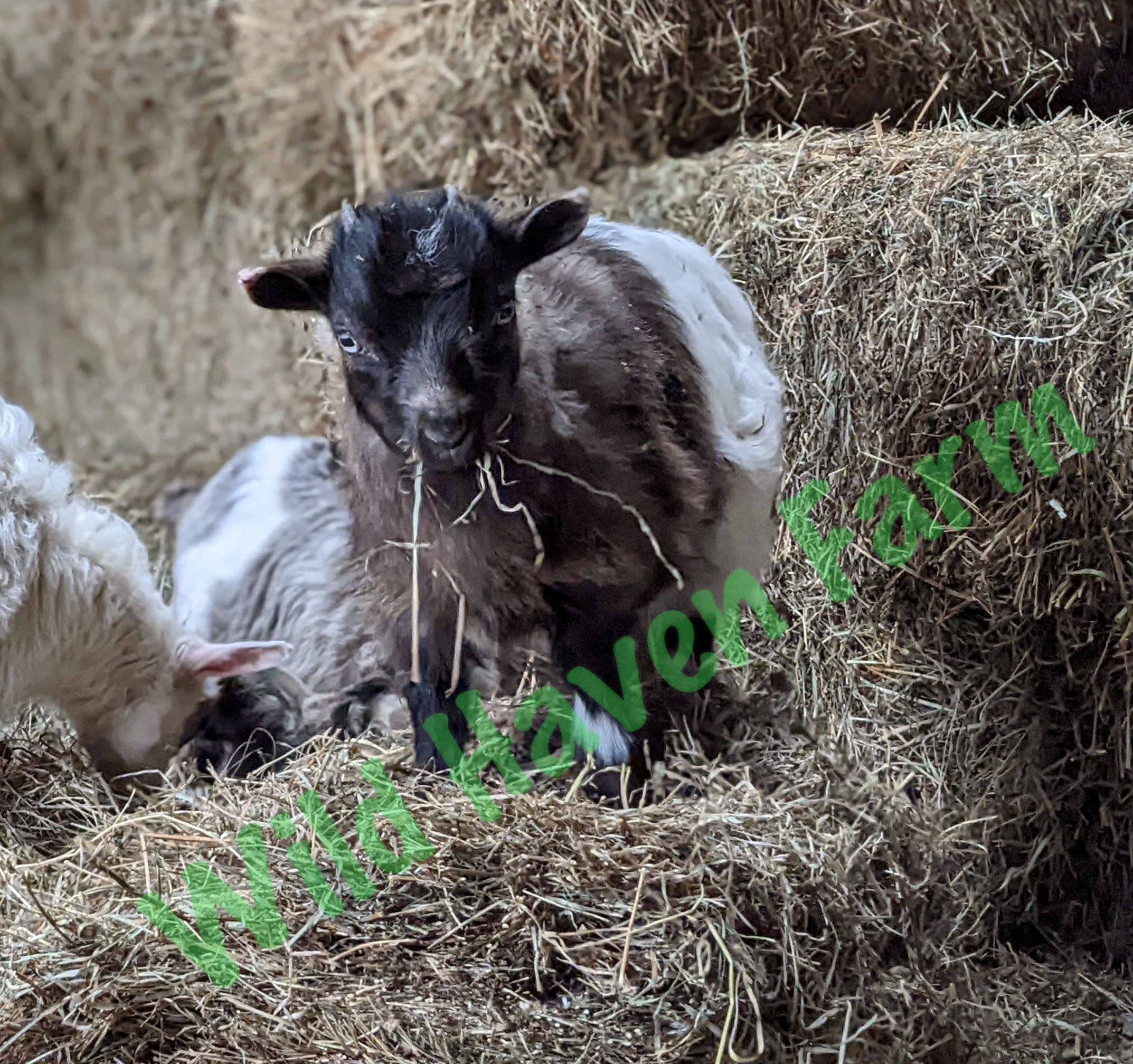 JULBILEE W at Wild Haven Farm