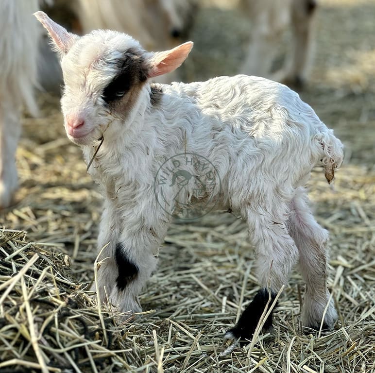 Baby goat at Wild Haven Farm