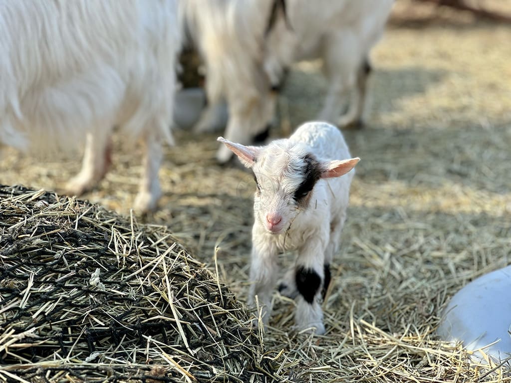 Baby goat at Wild Haven Farm