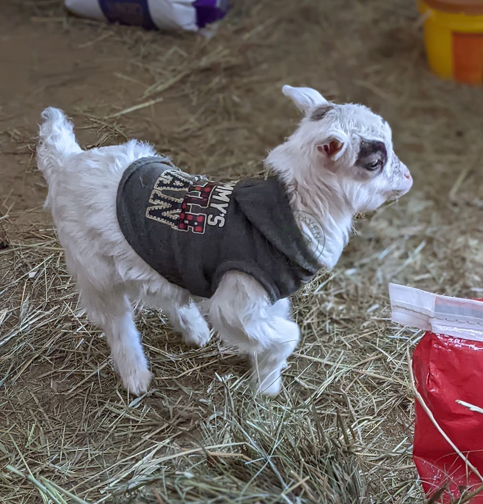 Johnnie 2022 02 20 at Wild Haven Farm