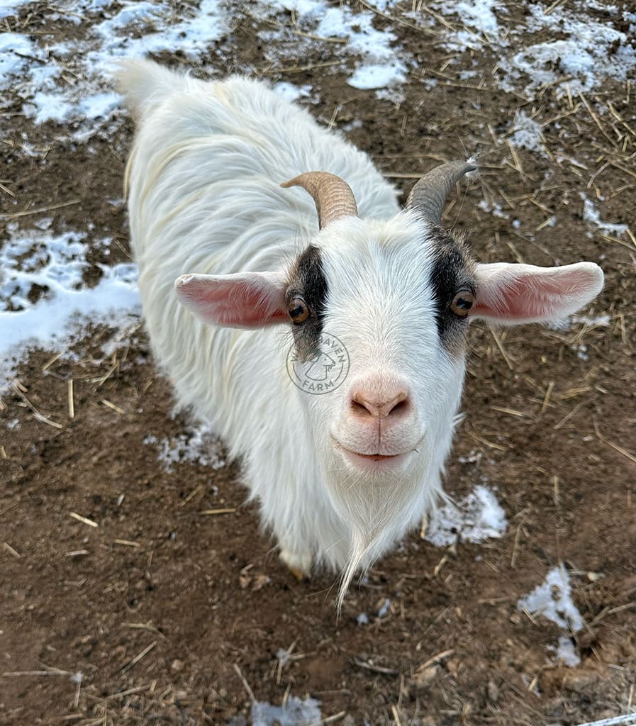 Johnnie at Wild Haven Farm