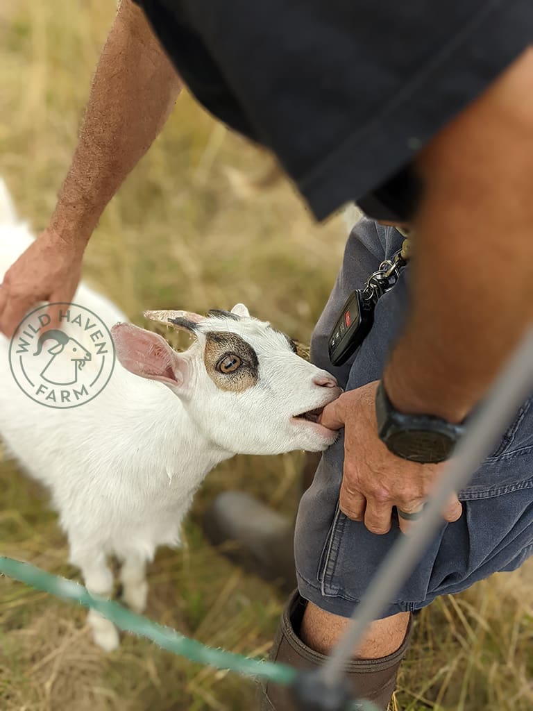 Johnnie Chewing 2022 07 26 at Wild Haven Farm
