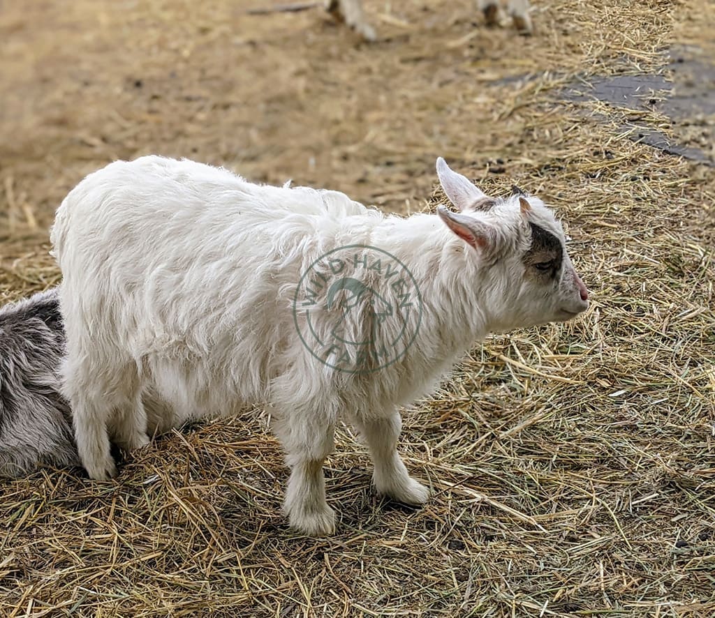 Johnnie Left 2022 04 10 at Wild Haven Farm