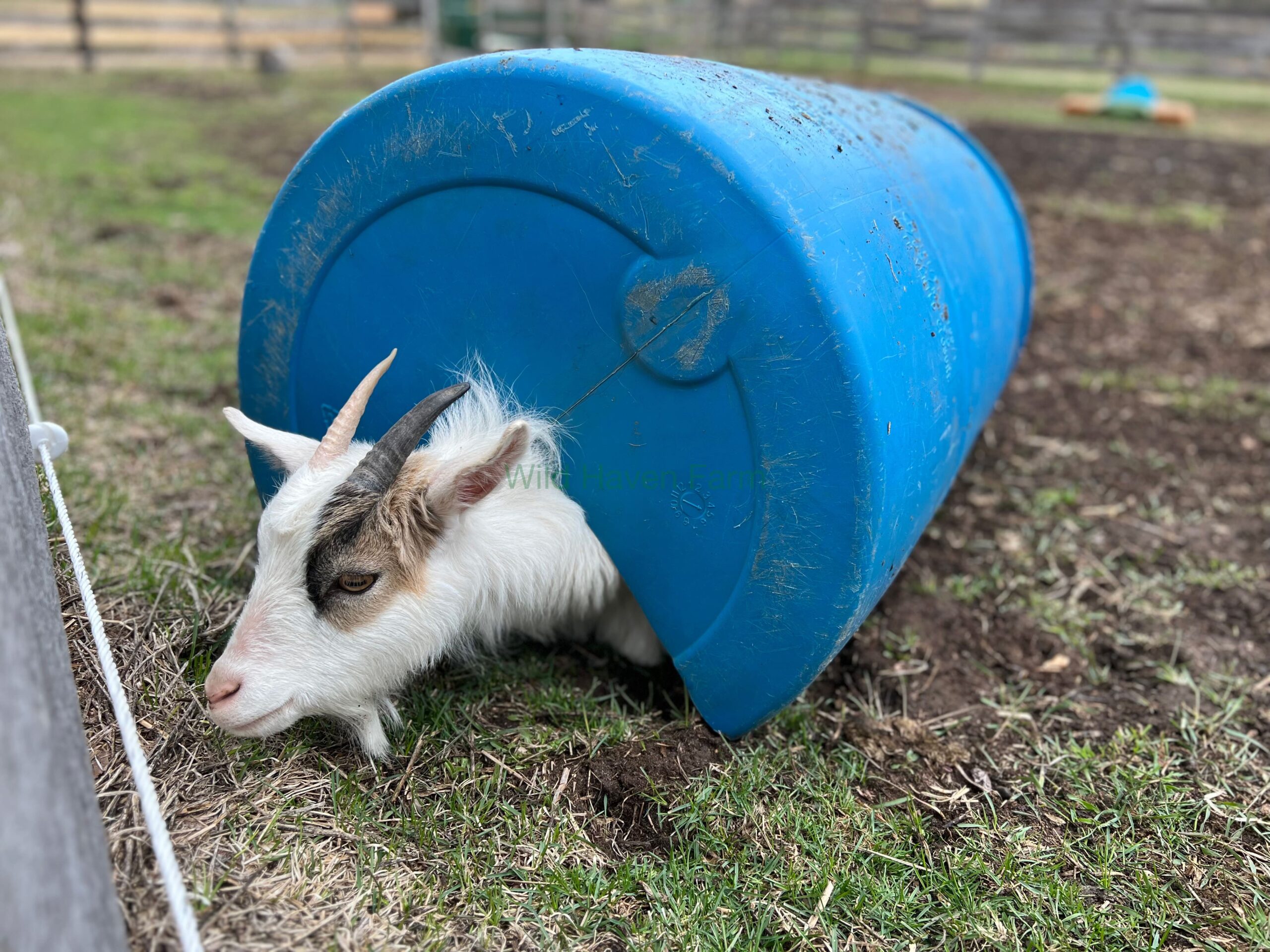 Goat in a barrel at Wild Haven Farm