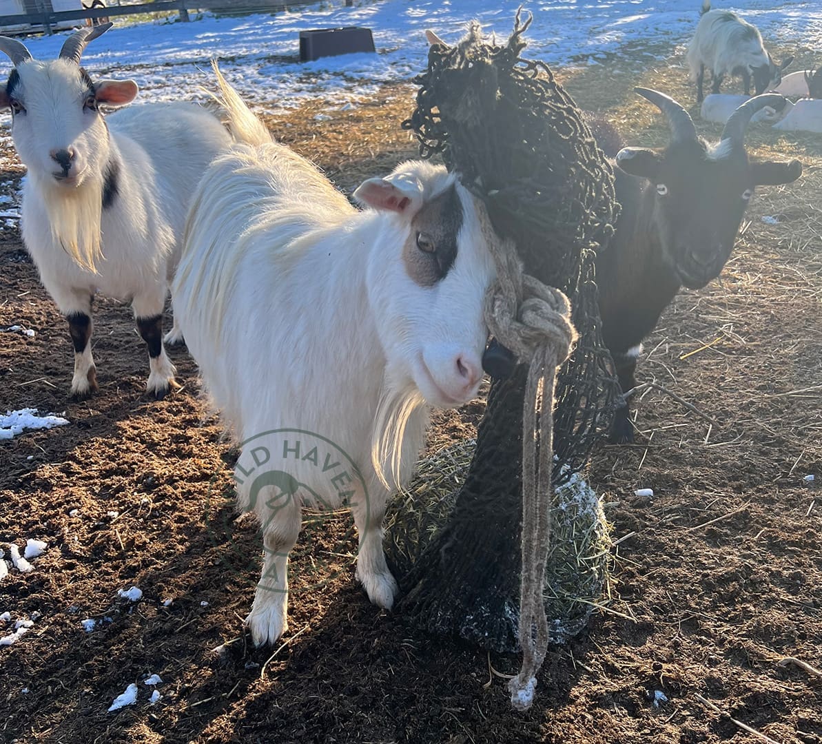 Johnnie net 2023 10 31 at Wild Haven Farm