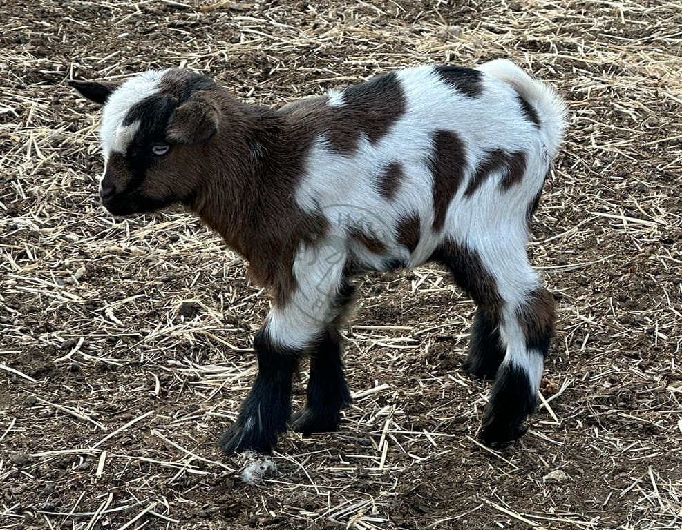 Journey left 2024 03 18 at Wild Haven Farm