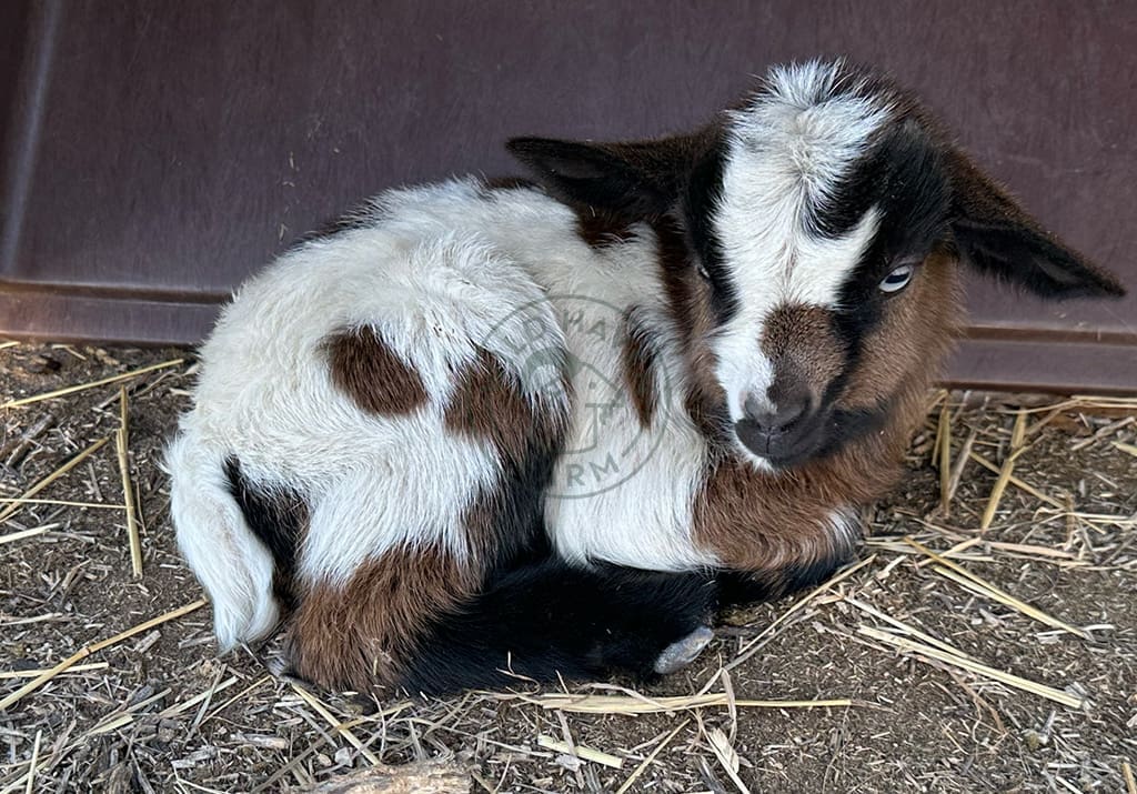 Baby goat under a box at Wild Haven Farm