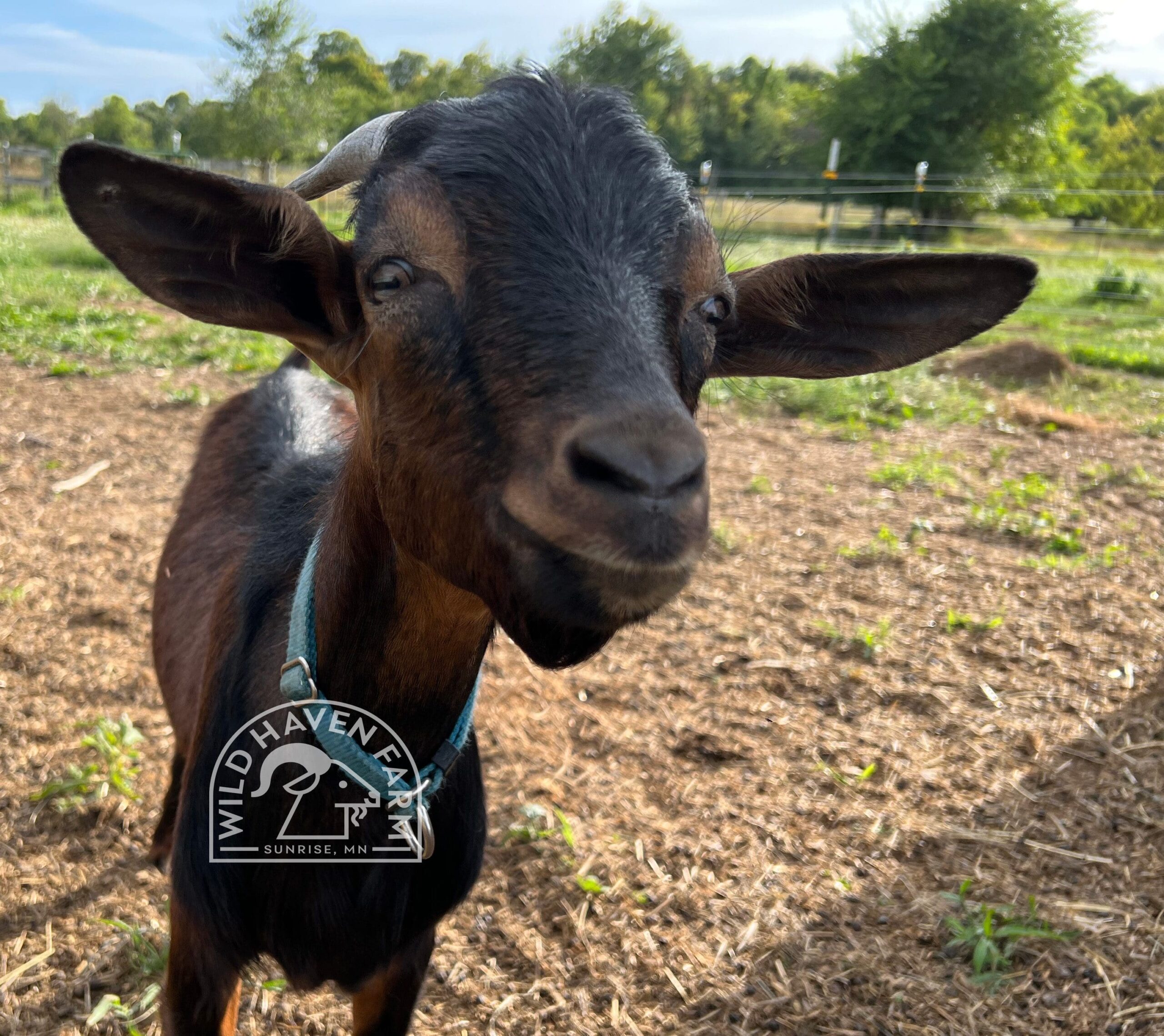 Mike 2023 08 31 Face 1 at Wild Haven Farm