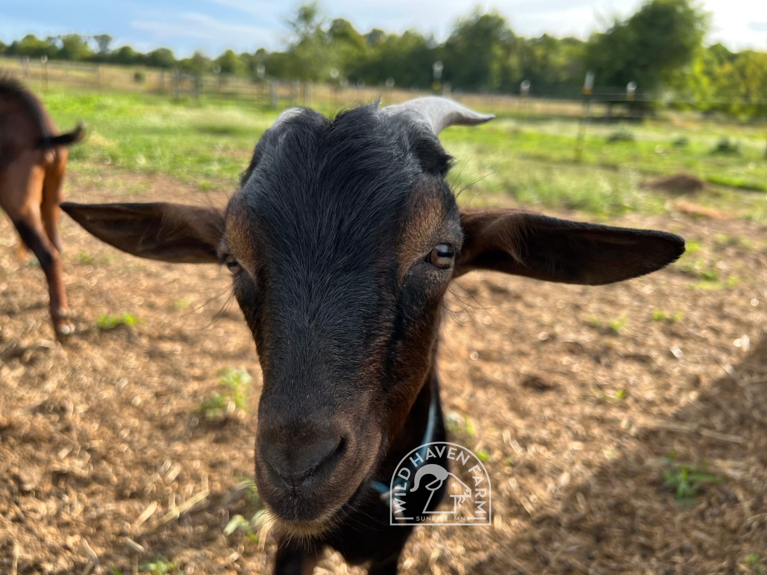 Mike 2023 08 31 Face 2 at Wild Haven Farm