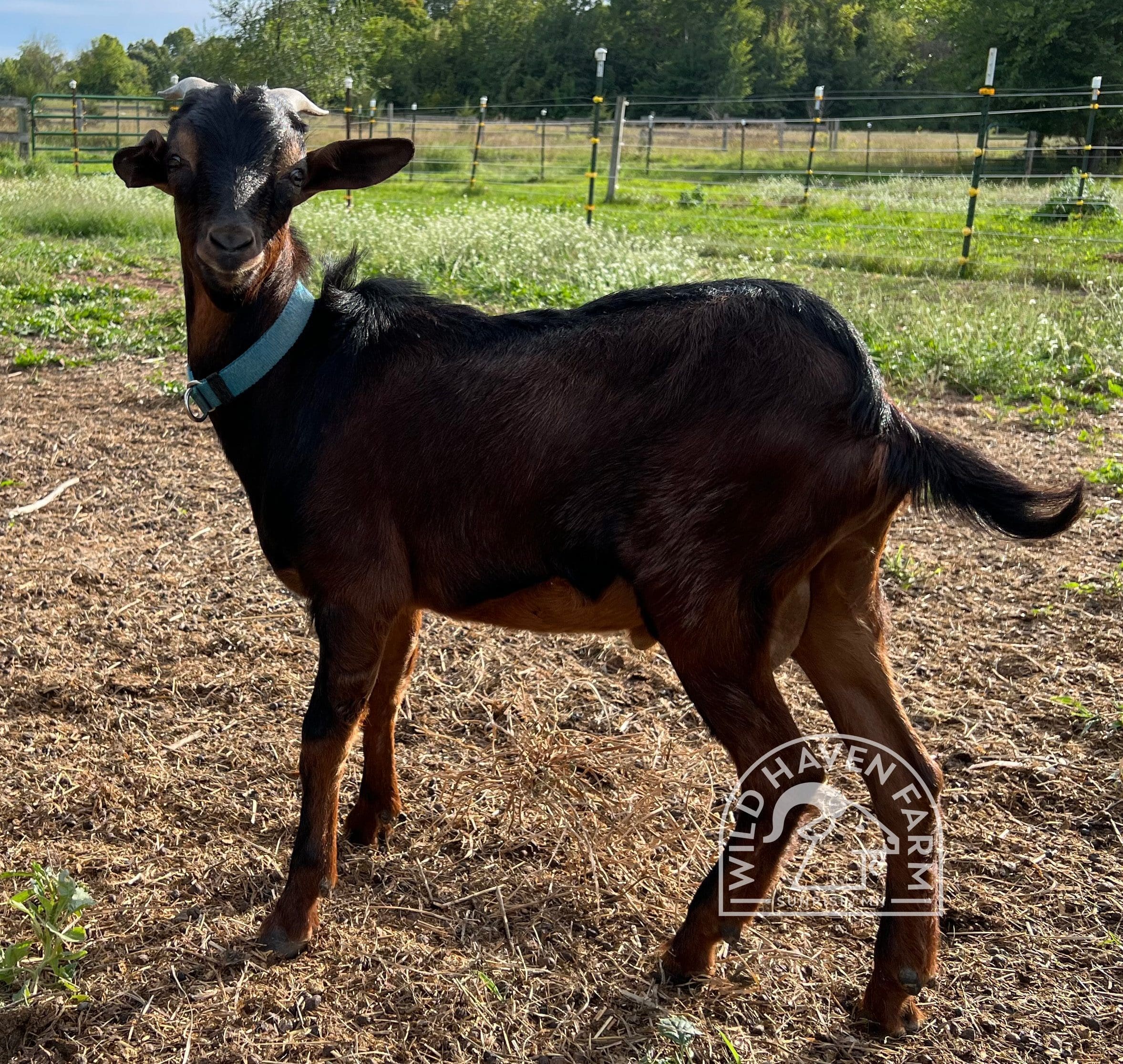 Mike 2023 08 31 Left Side at Wild Haven Farm