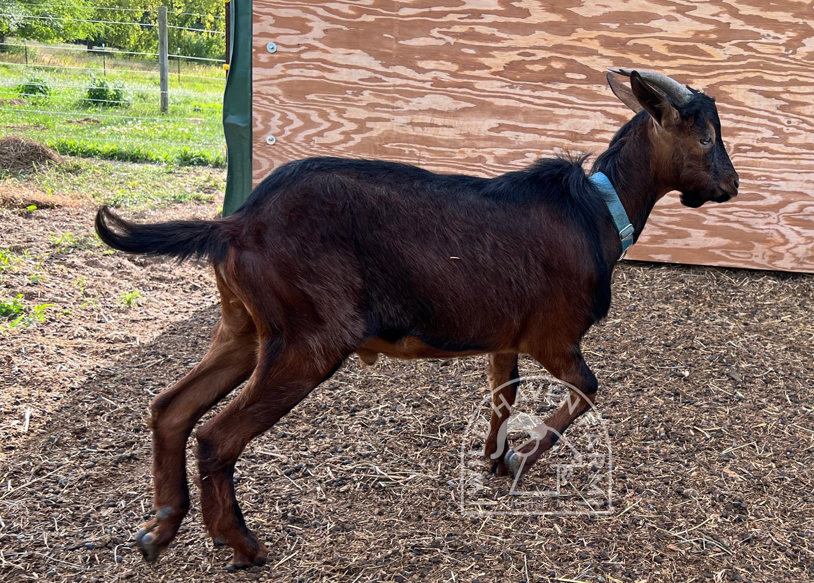 Mike 2023 08 31 Right Side at Wild Haven Farm