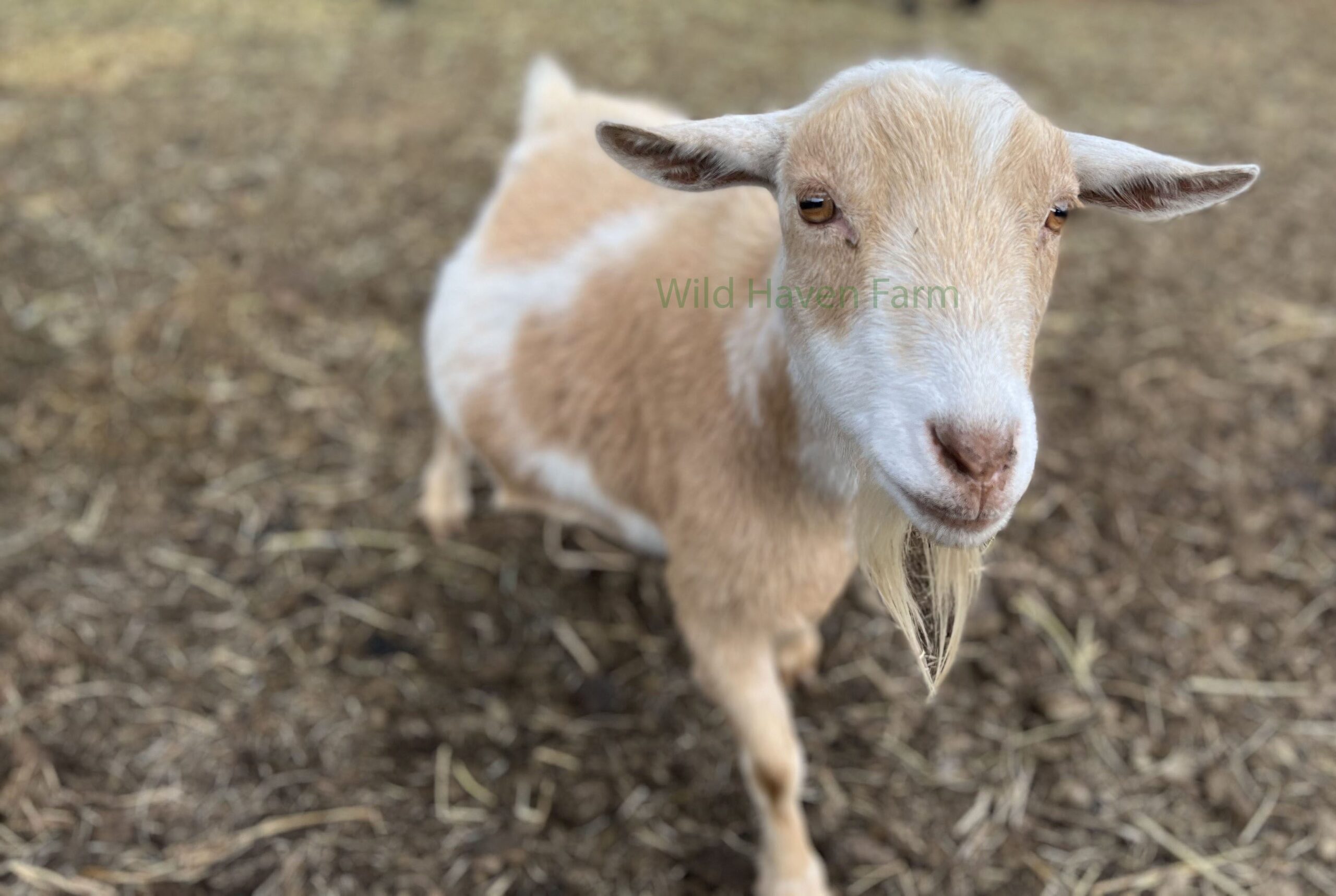 Goat Doe at Wild Haven Farm