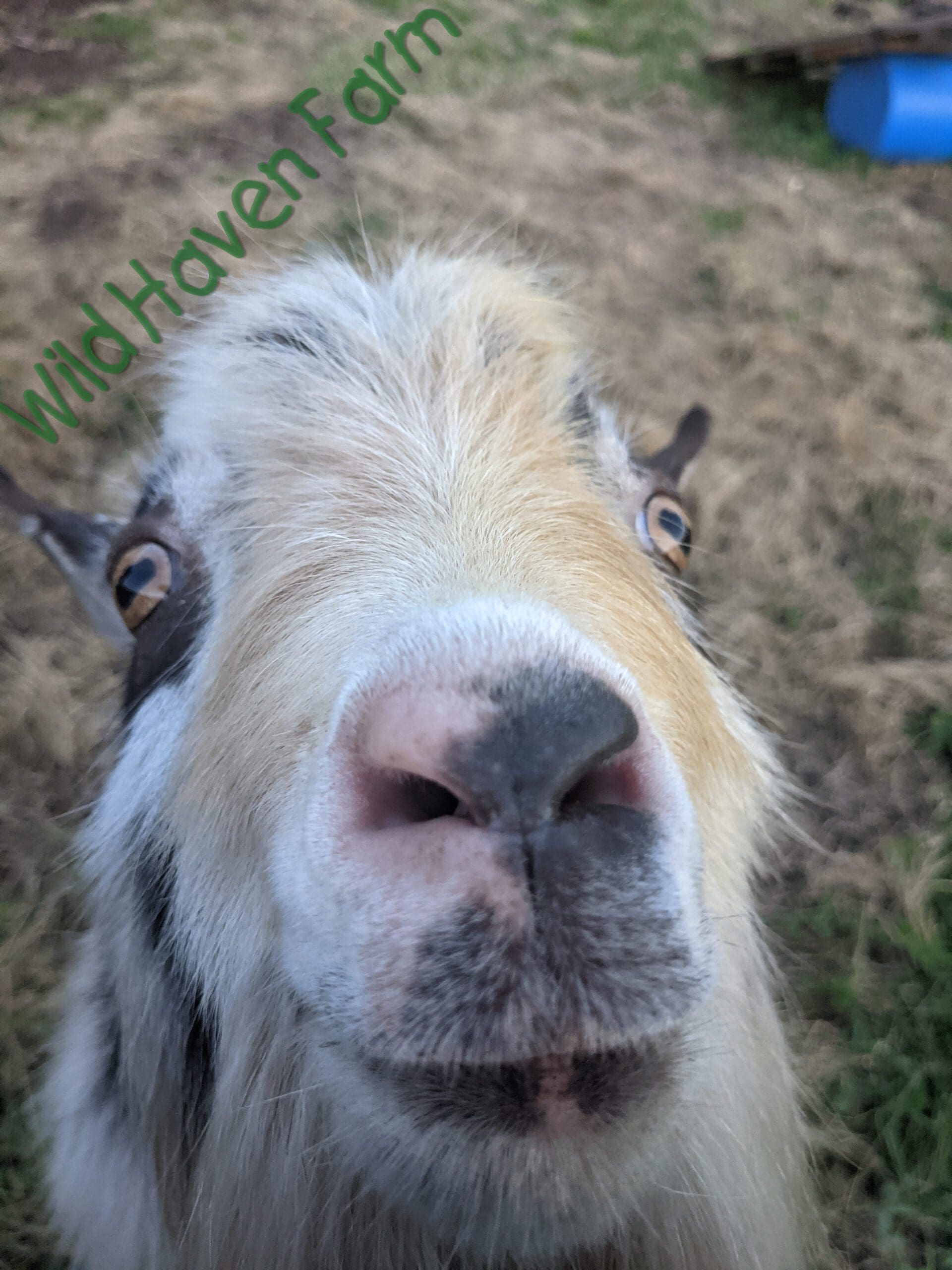 Close up of white and black goat