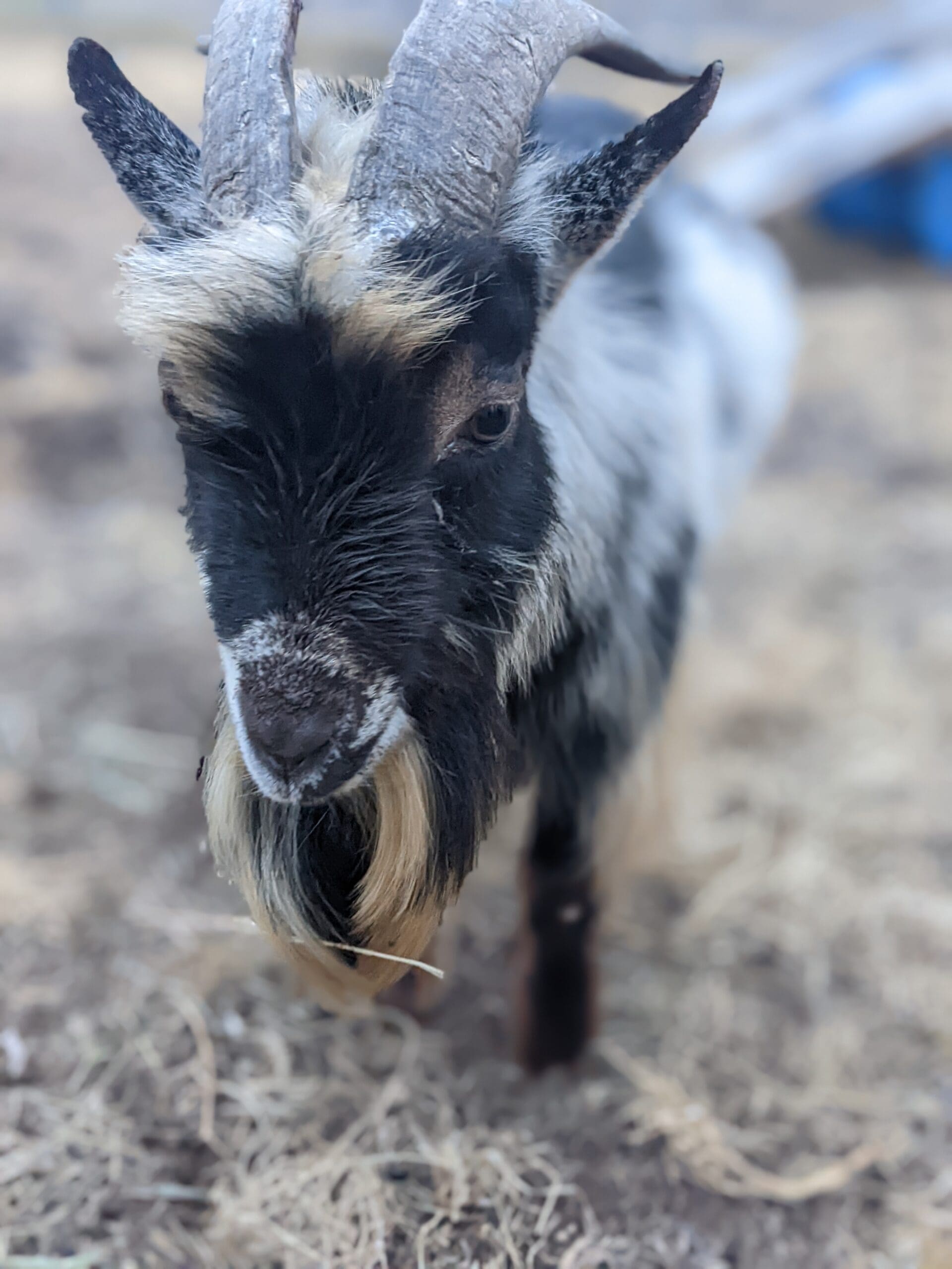 Goat with black face and white accents