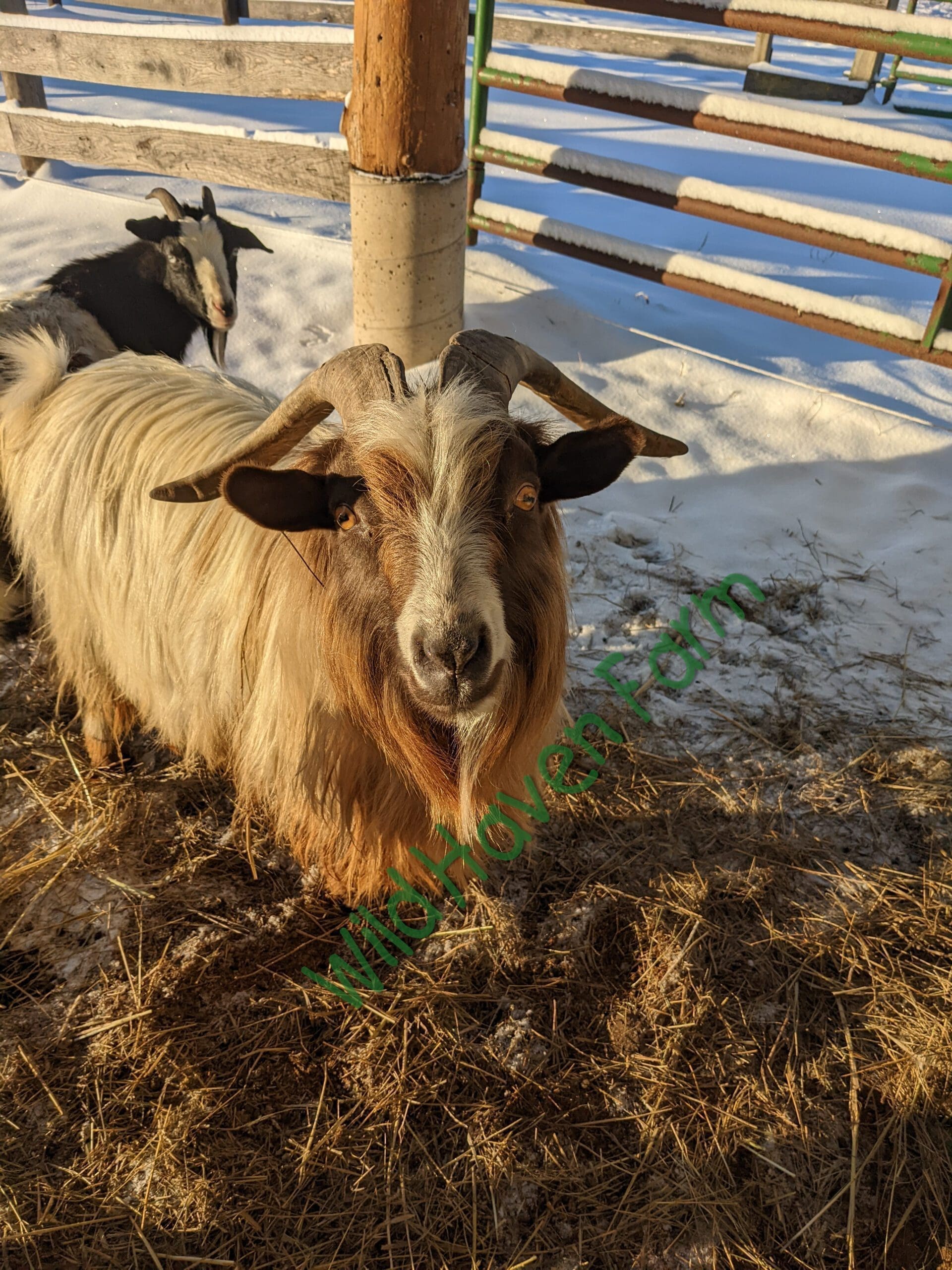 Brown and white goat with long horns and brown eyes