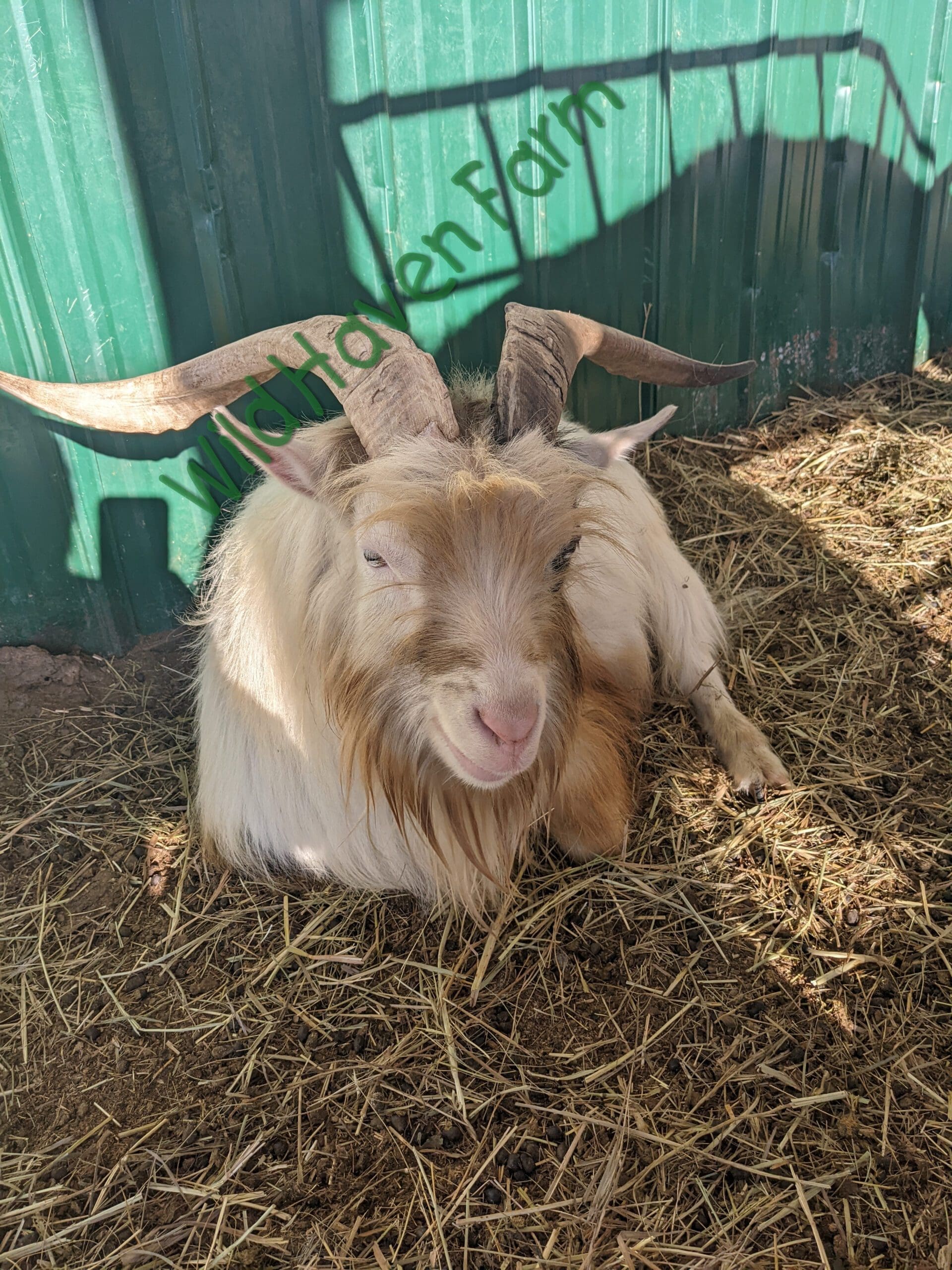 Goat at Wild Haven Farm