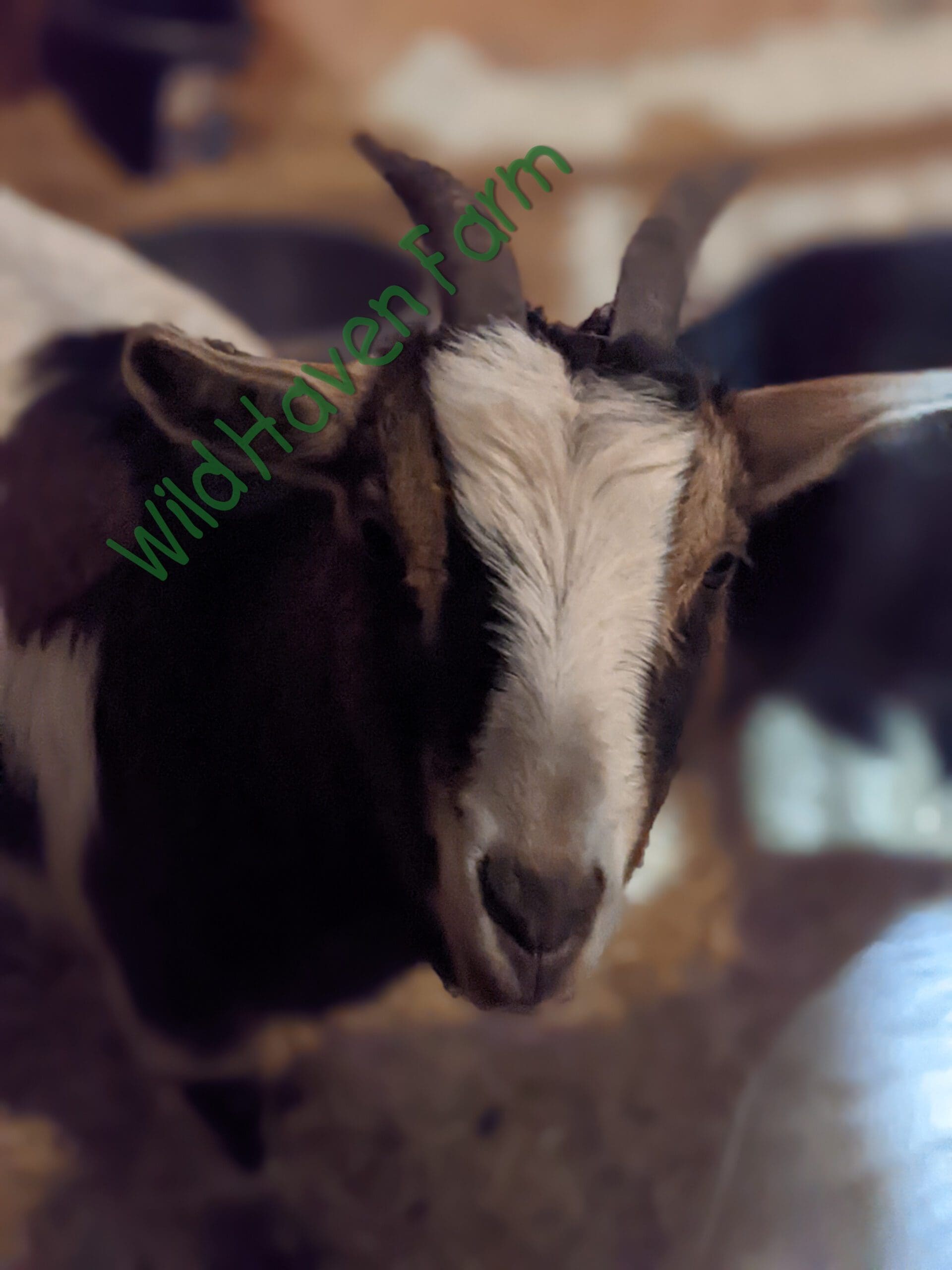 brown and white goat with horns looking at camera