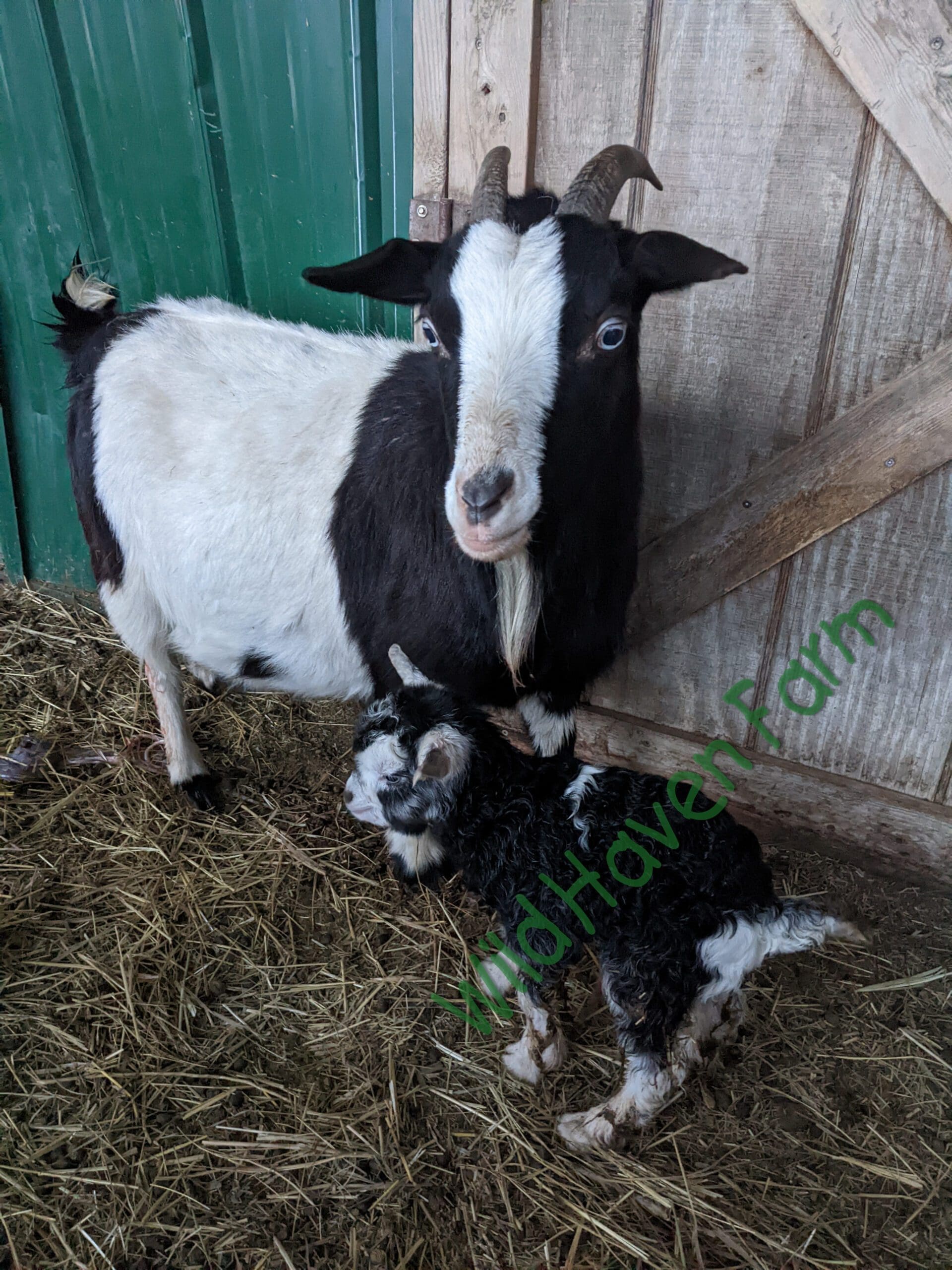 Black and white doe standing next to black and white newborn goat