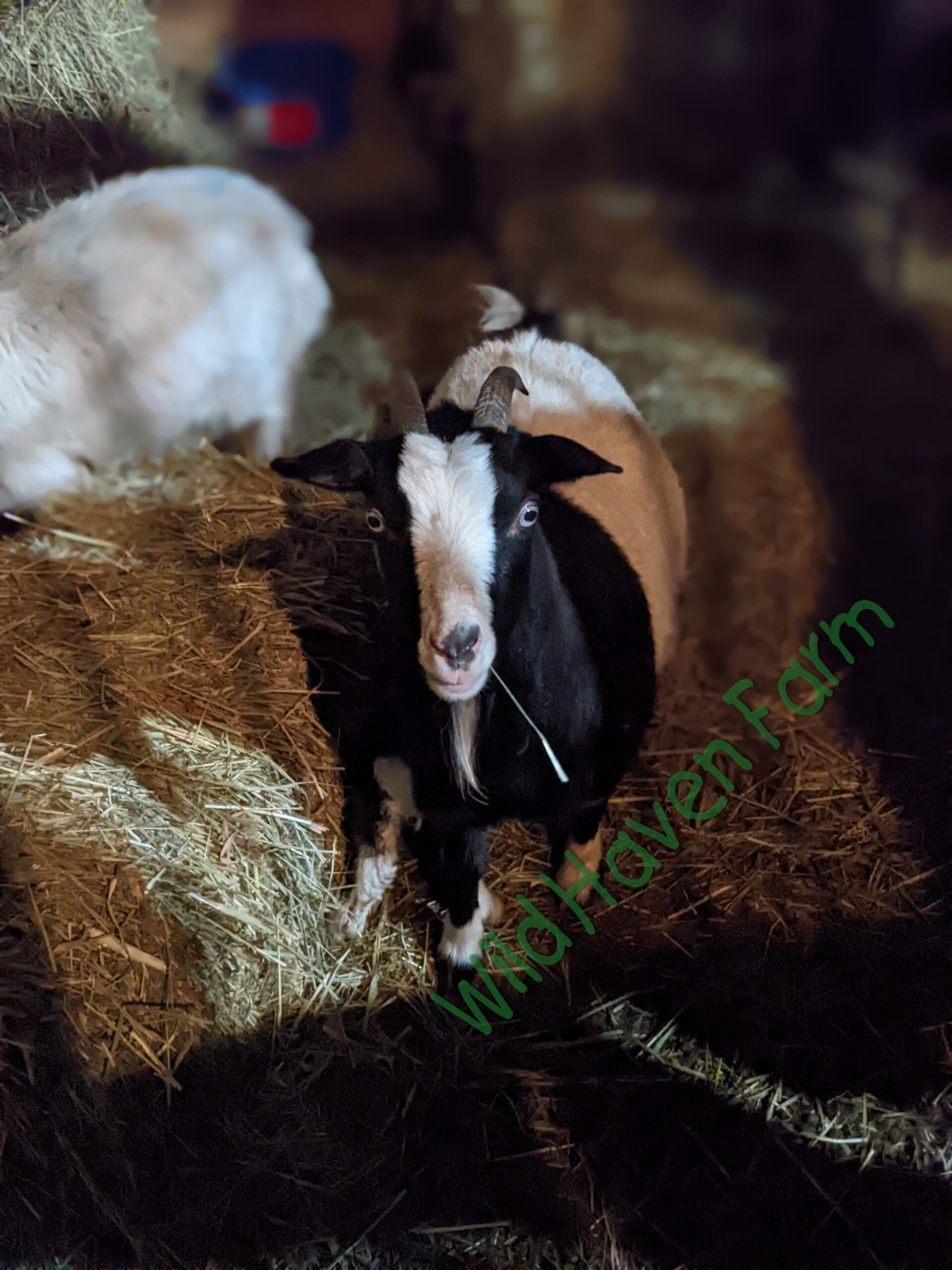 Goat at Wild Haven Farm