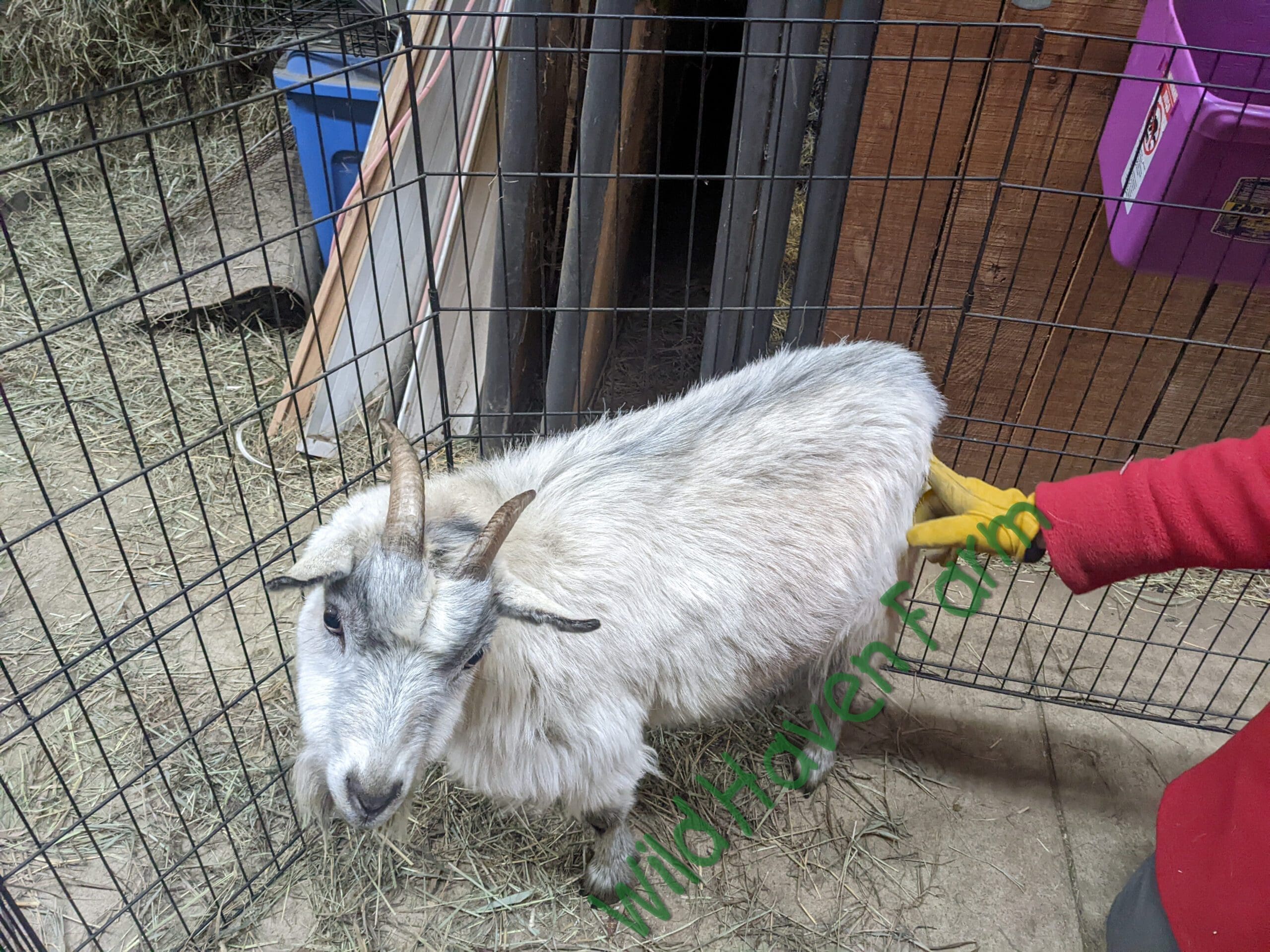 Goat at Wild Haven Farm