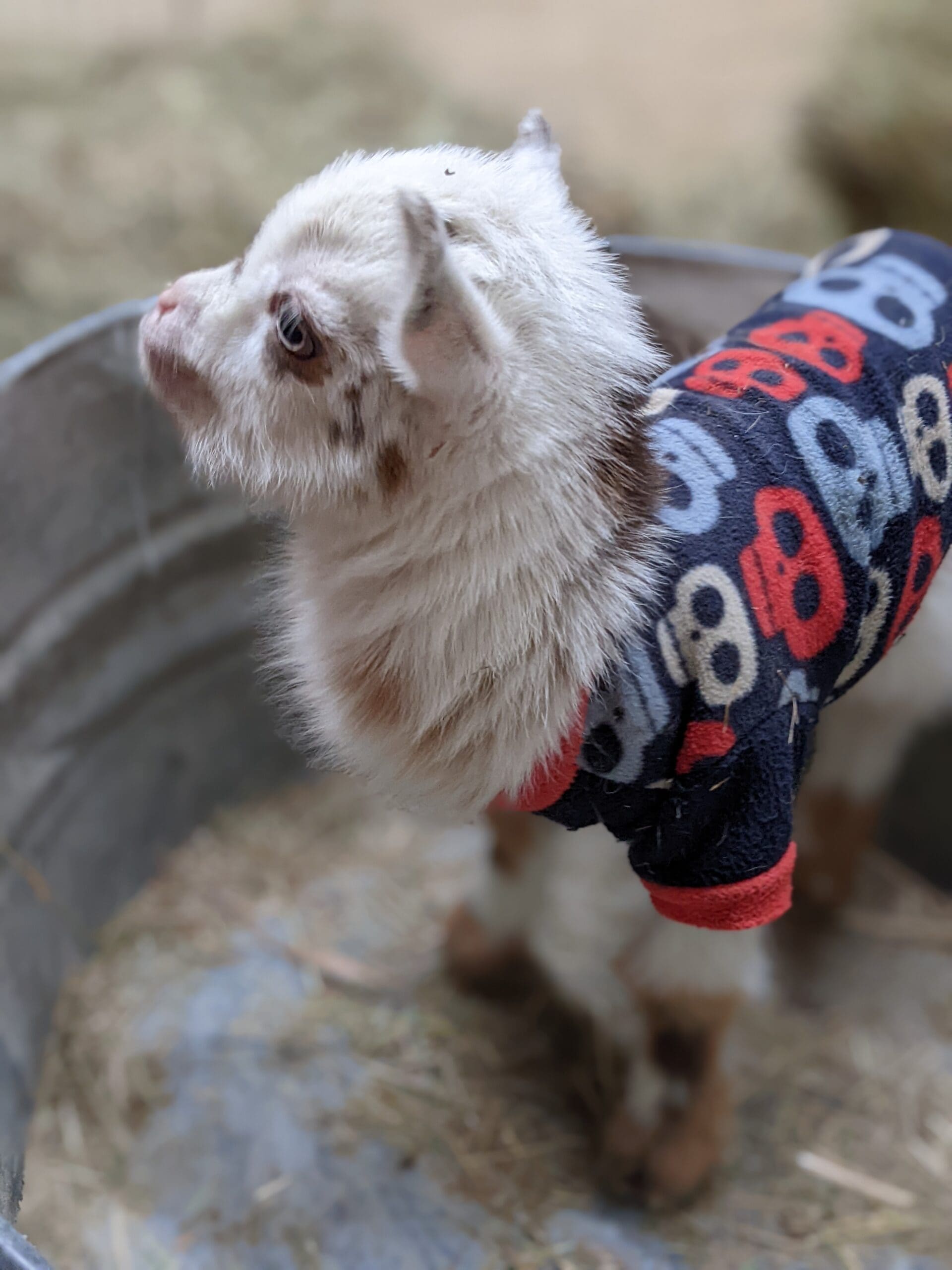 white baby goat with dark spots in a sweater