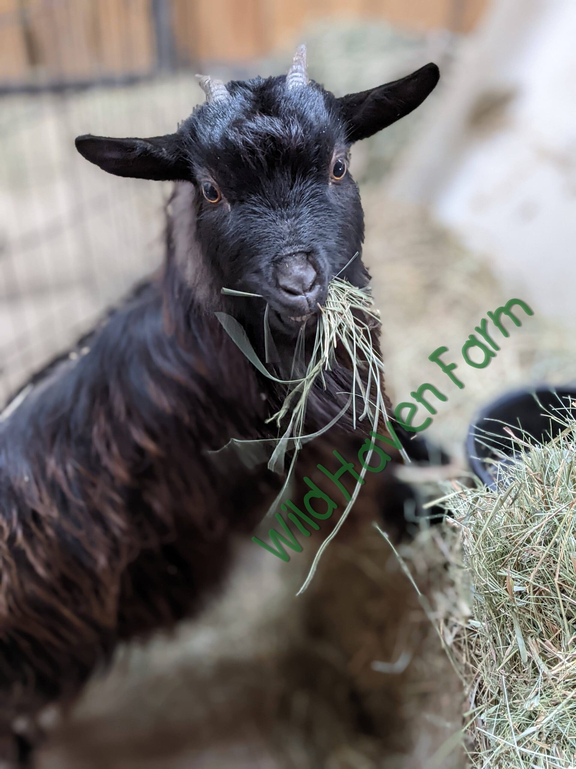 long haired black goat eating hay