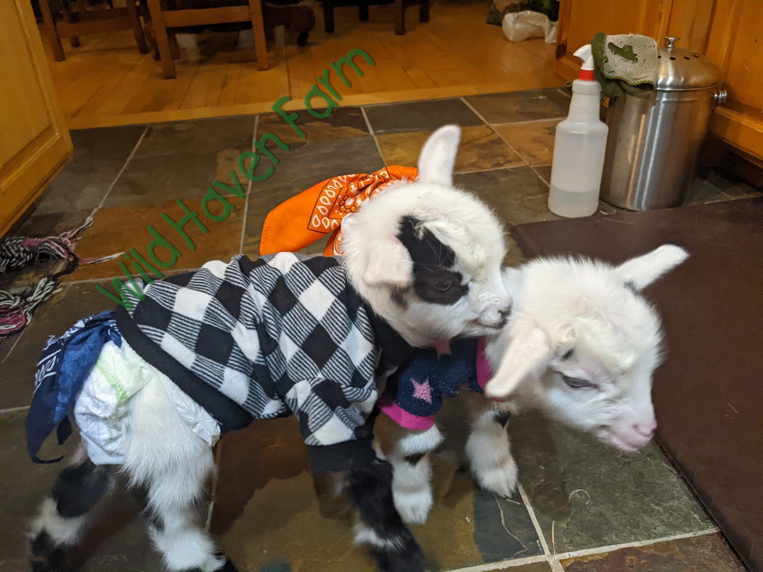 two baby goats on a kitchen floor