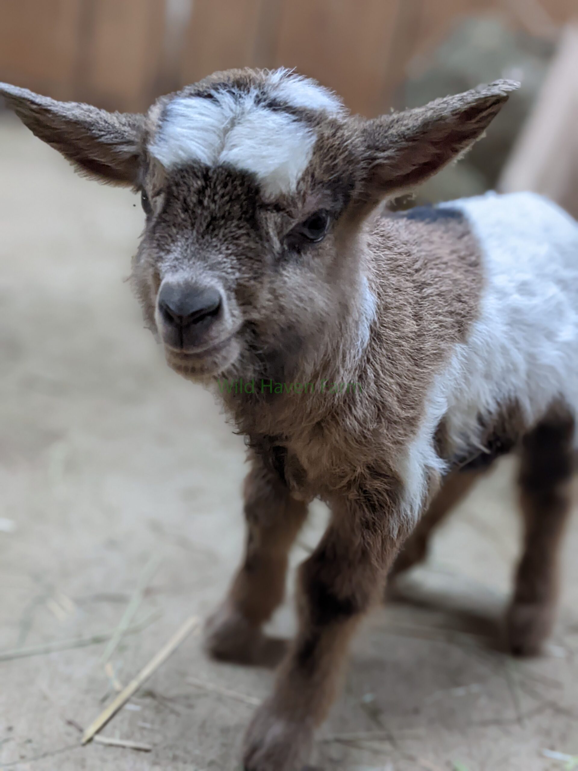 Buckling goat at Wild Haven Farm