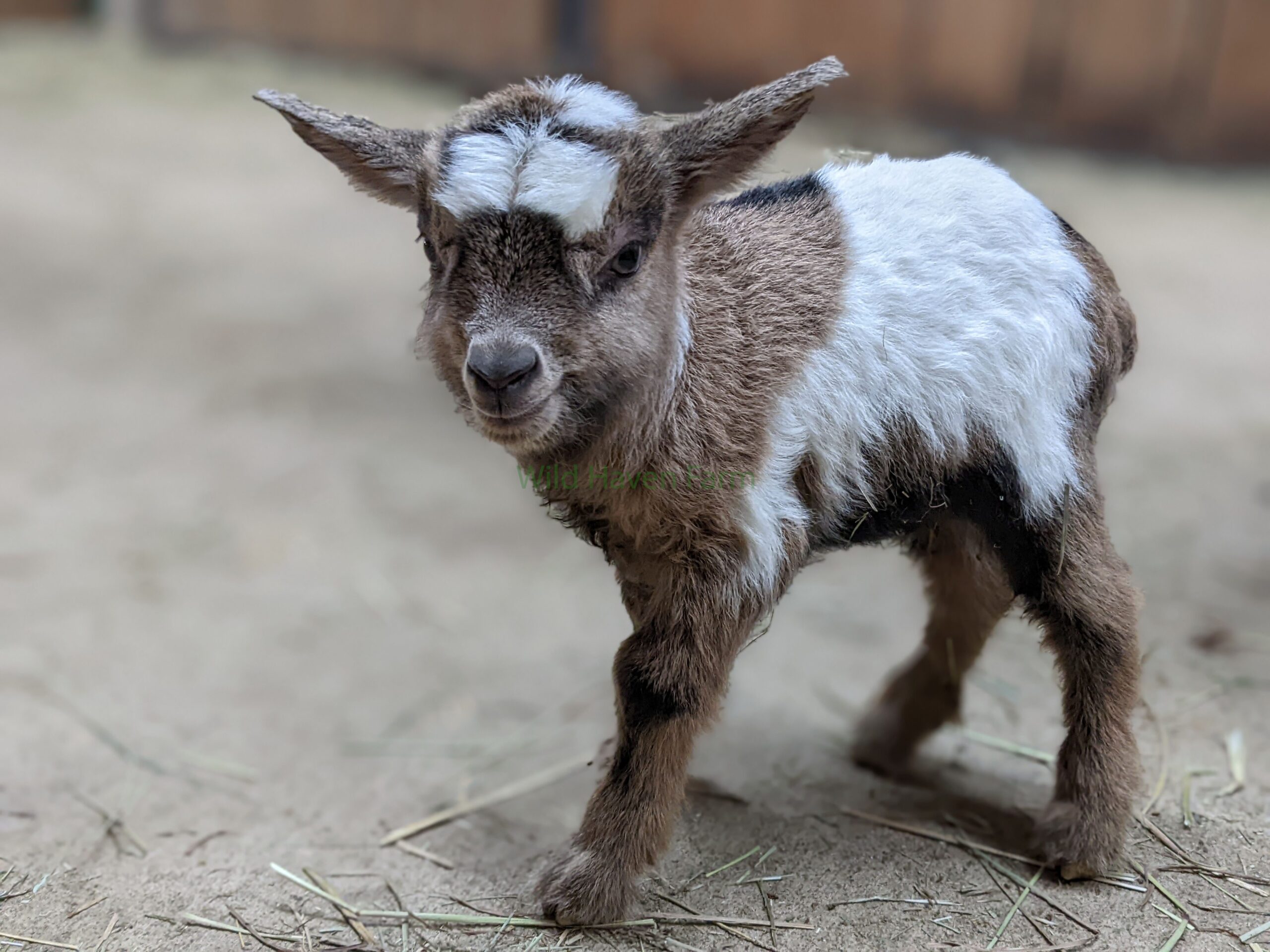 Buckling goat at Wild Haven Farm