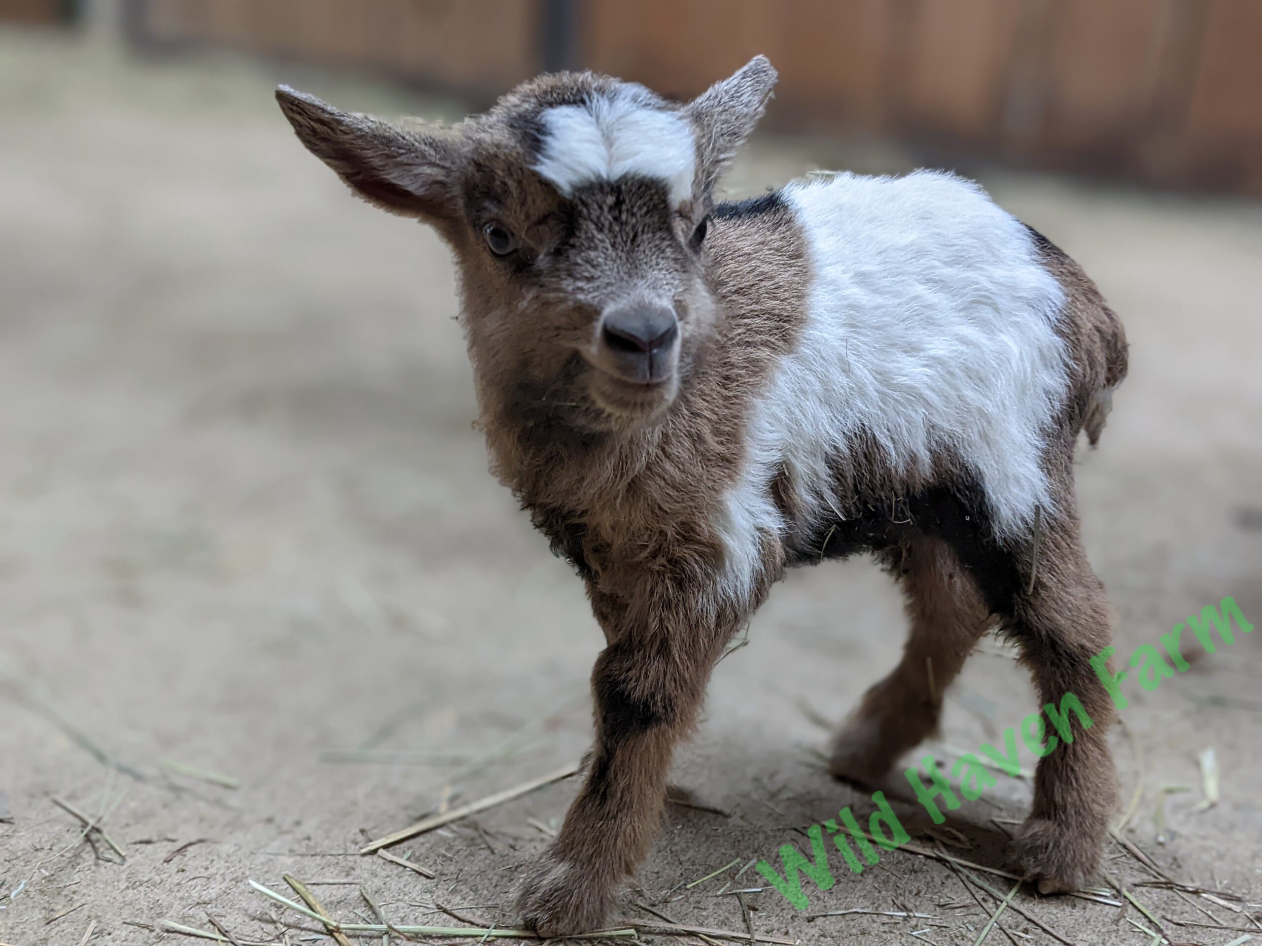 Baby goat at Wild Haven Farm