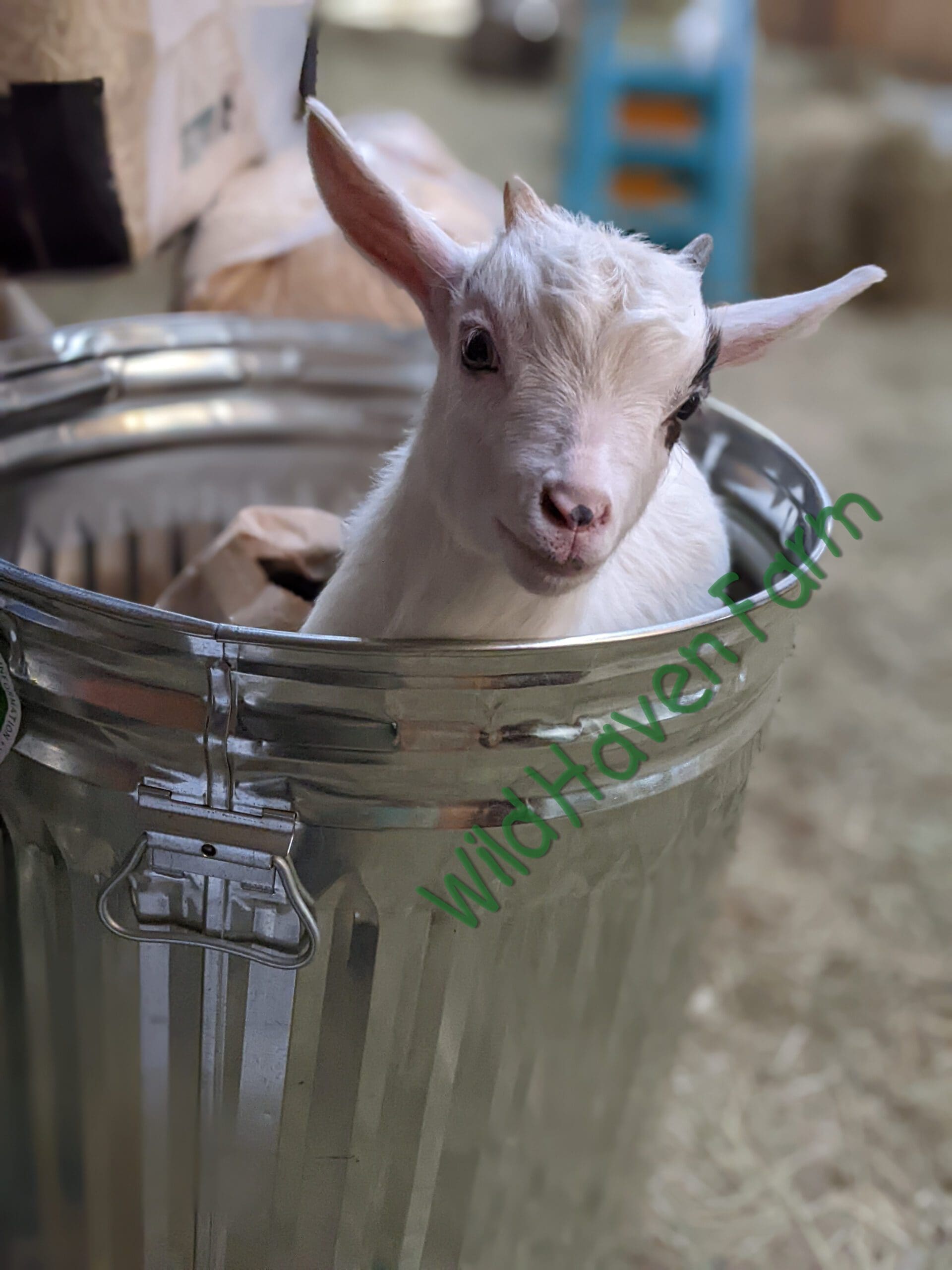 Goat in a garbage can at Wild Haven Farm