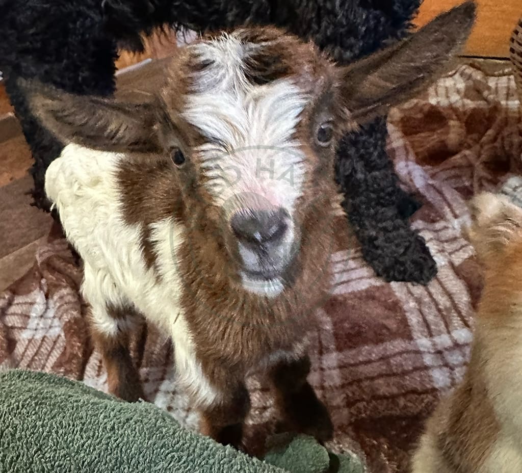 baby goat at Wild Haven Farm