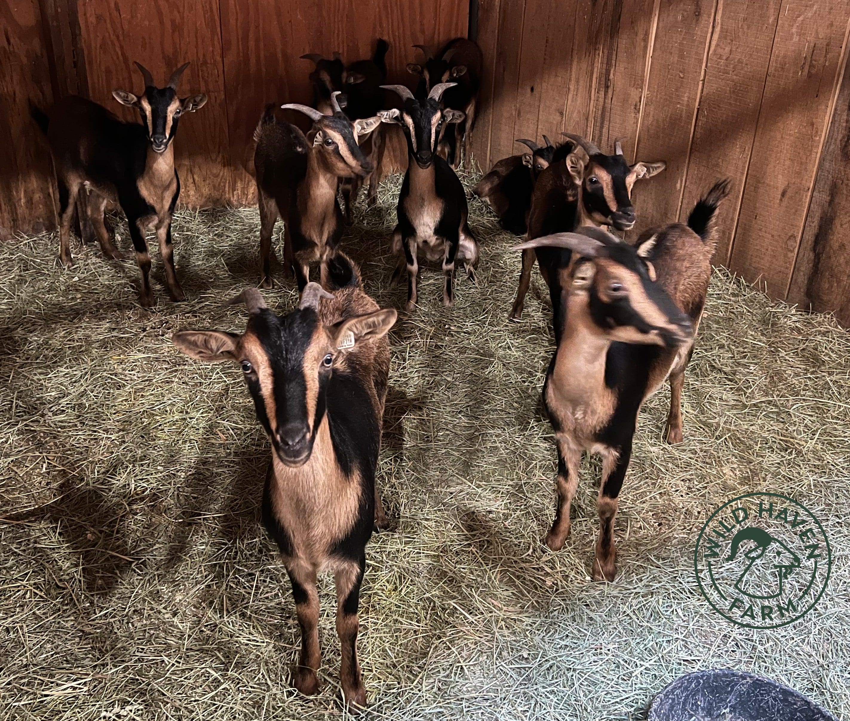 San Clemente Island Goat Herd at Wild Haven Farm