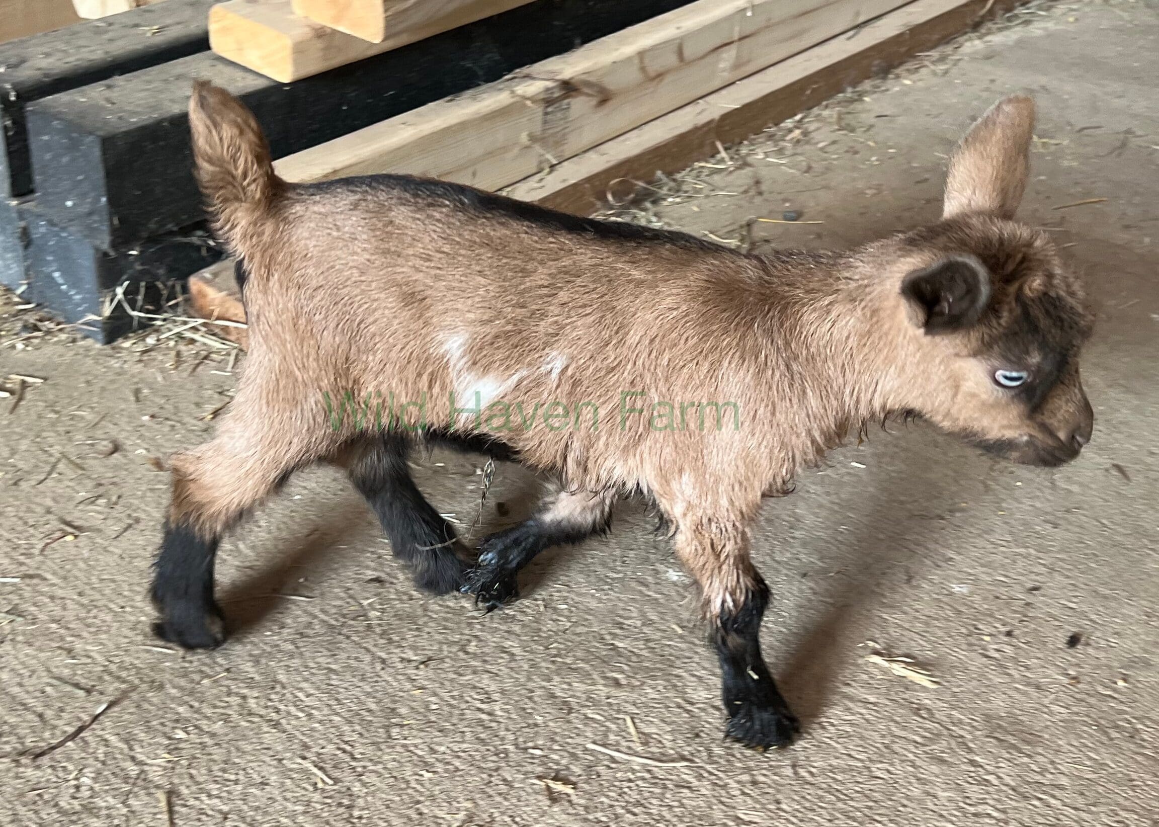 Shakira 2023 06 21 at Wild Haven Farm