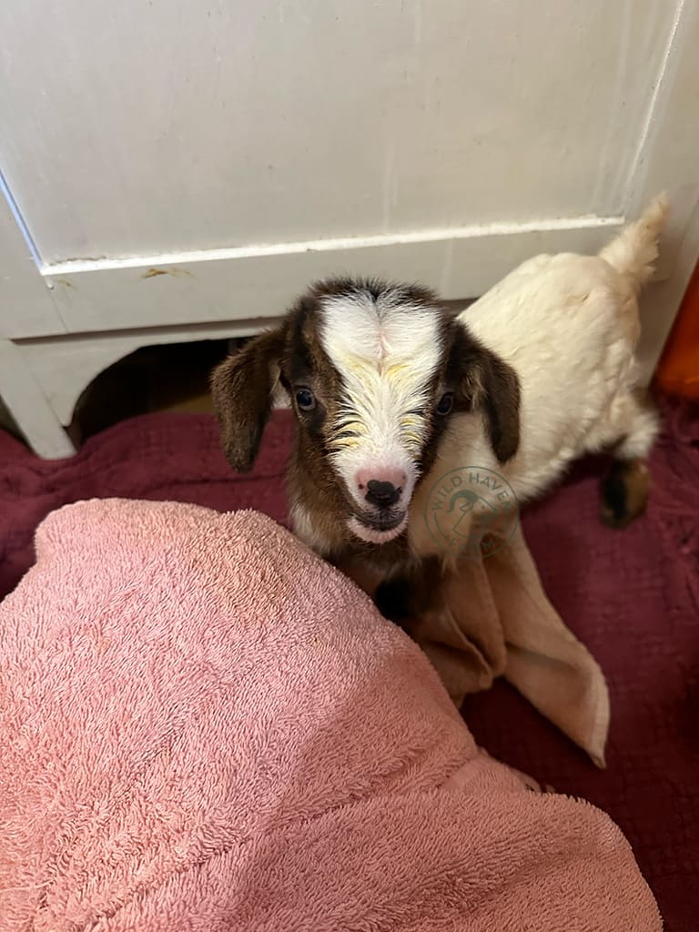 Skip2 2024 02 15 at Wild Haven Farm