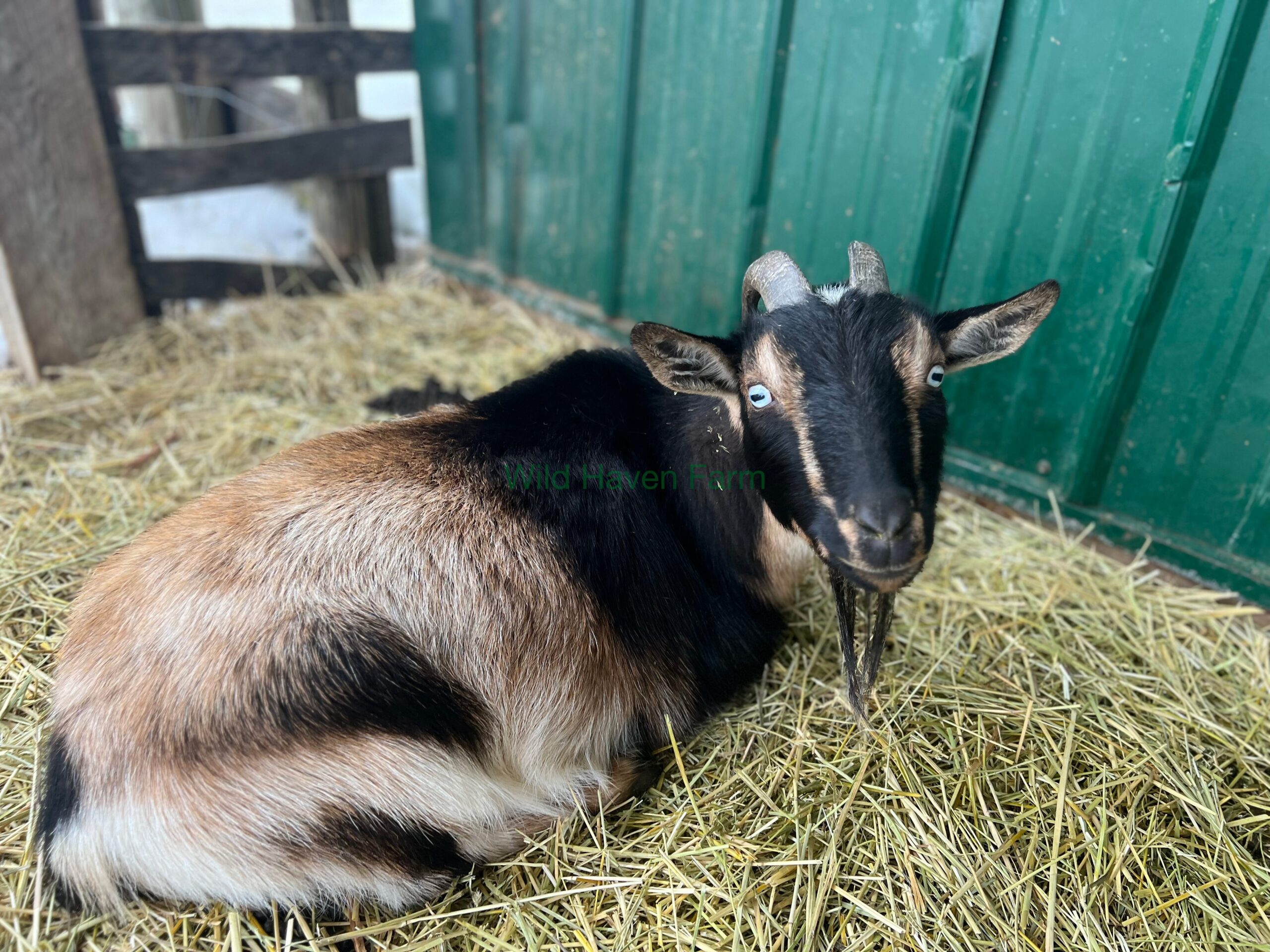 Skye 2023 01 02 1 at Wild Haven Farm