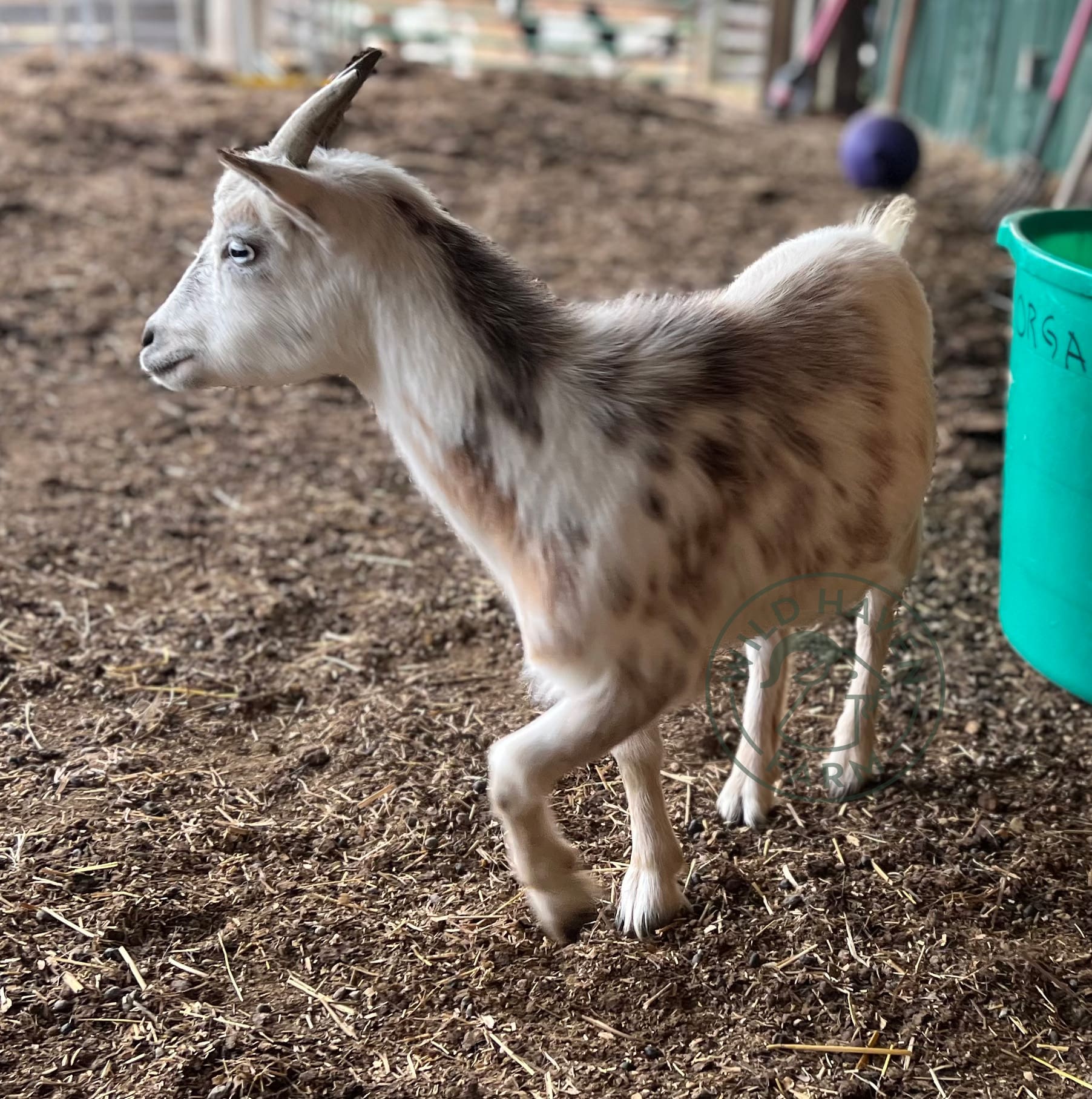 Susanna Nigerian Dwarf Doe at Wild Haven Farm