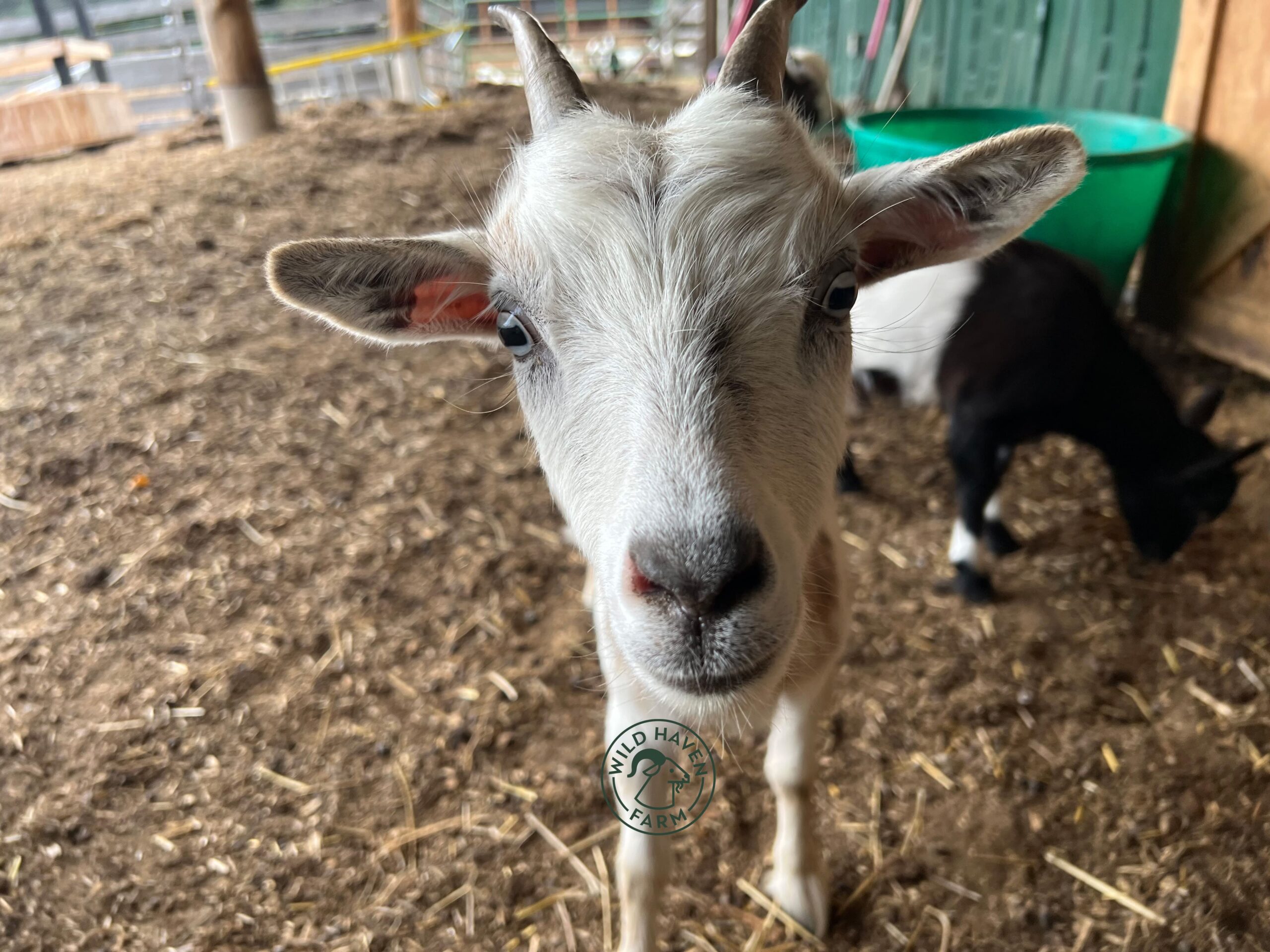 Susanna Nigerian Dwarf Doe 2023 09 22 looking at camera 1 at Wild Haven Farm