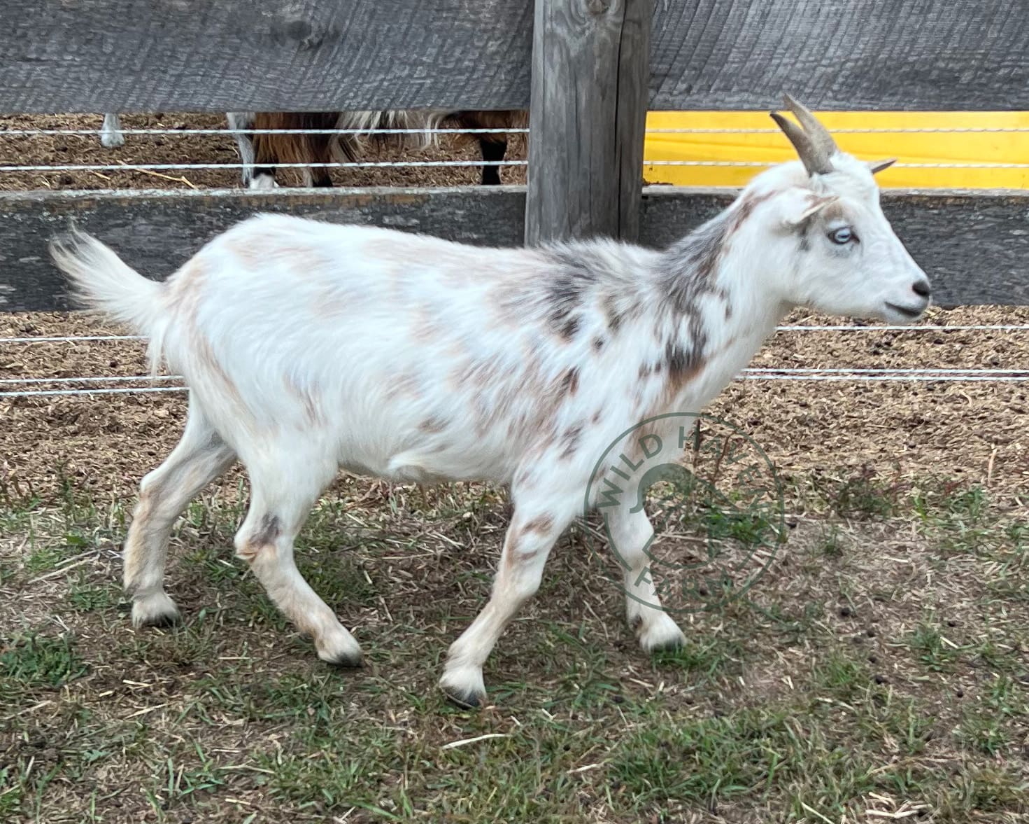 Susanna Nigerian Dwarf Doe 2023 09 22 right side at Wild Haven Farm