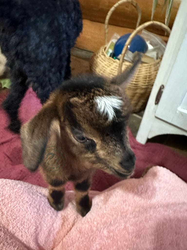 Sven 2024 02 15 at Wild Haven Farm