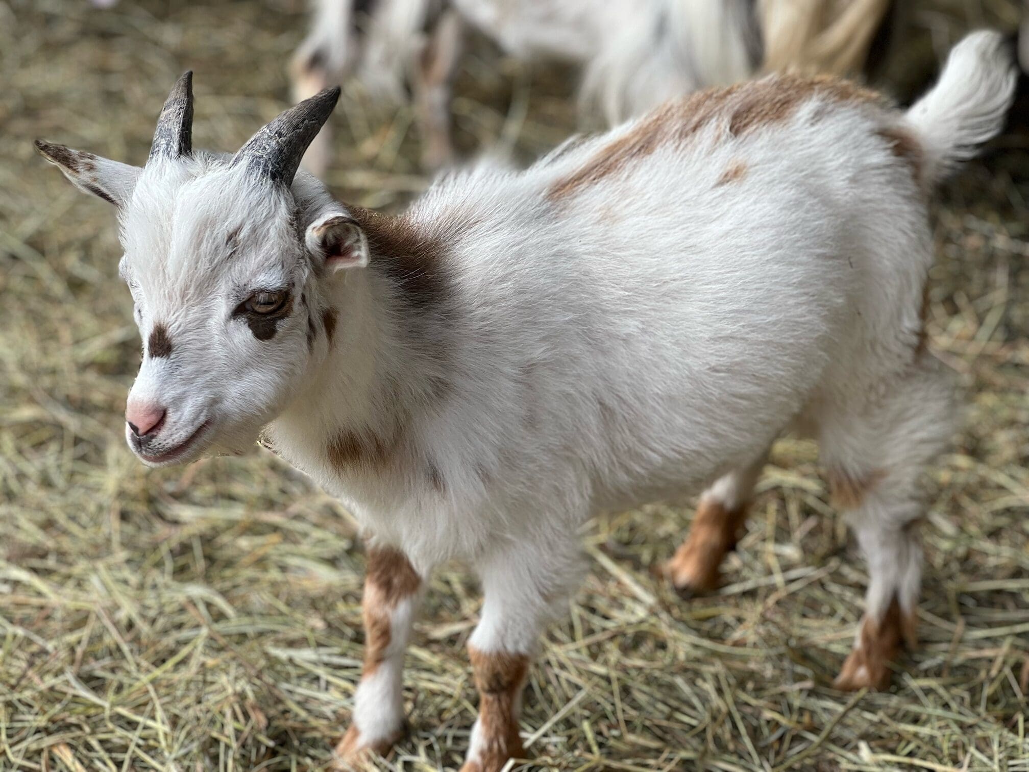 Ted at Wild Haven Farm