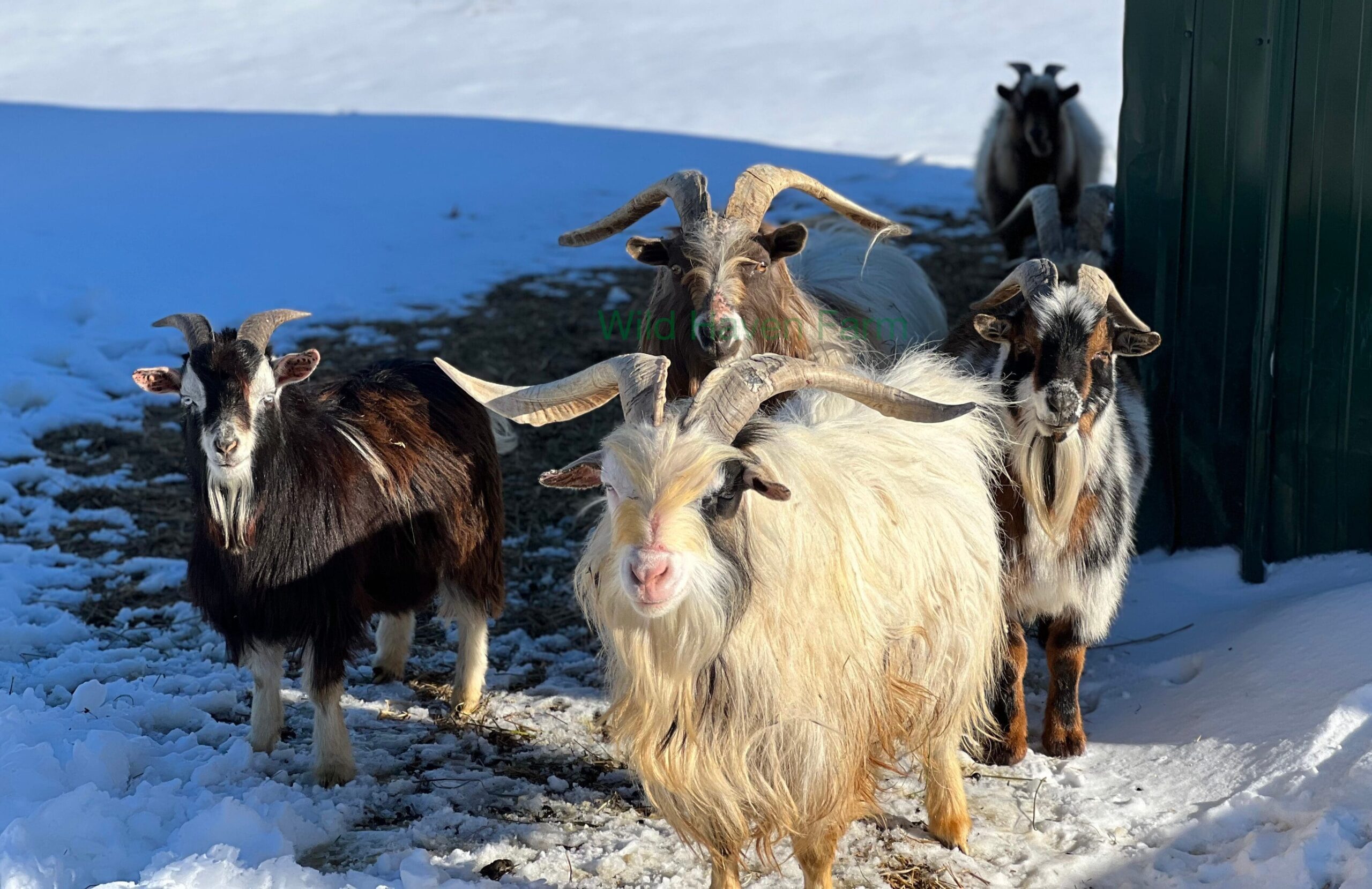 The bucks of Wild Haven at Wild Haven Farm