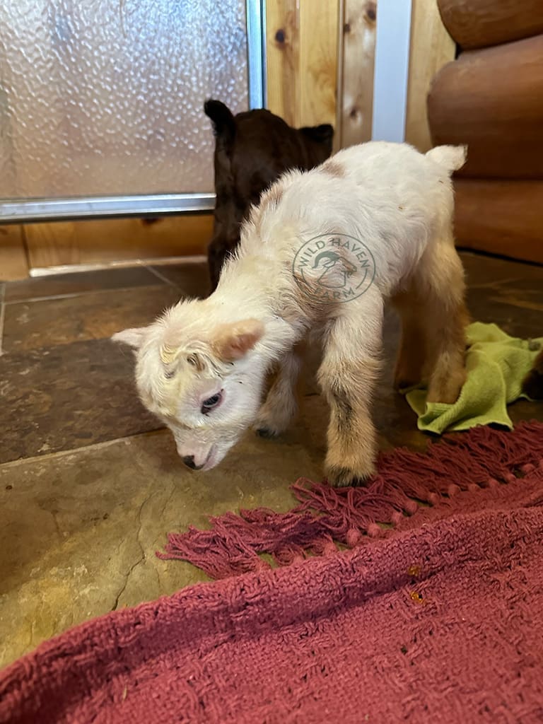 Valentina 2024 02 15 at Wild Haven Farm